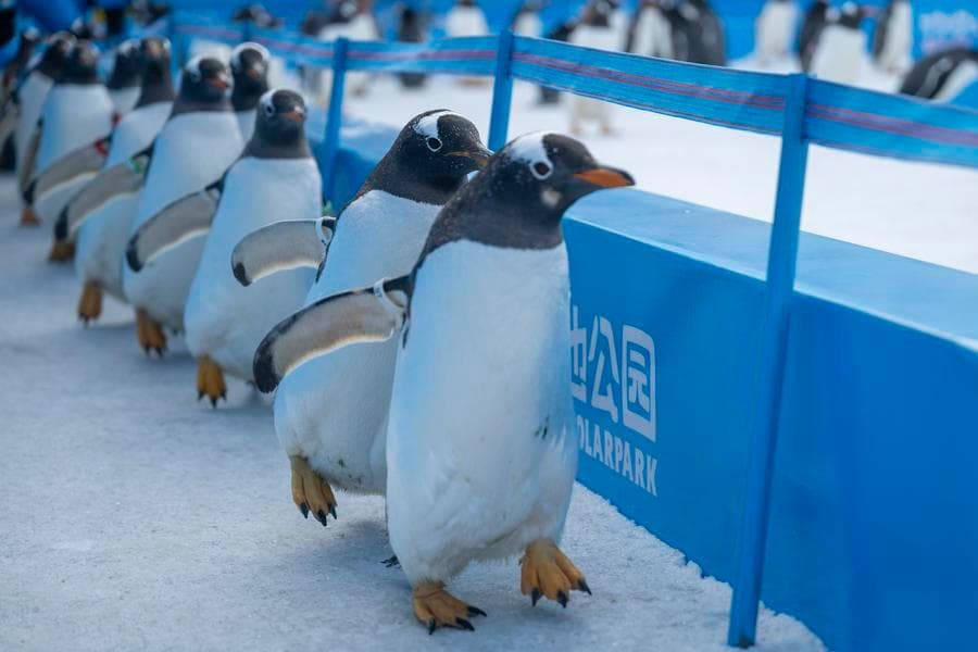 เพนกวินตัวอ้วนกลมนับร้อย เดินโชว์ความน่ารักในฮาร์บิน