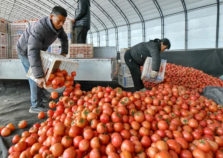 แปลงผักดีสร้าง 'ตะกร้าผักงาม' เพิ่มรายได้เกษตรกรในเหอเป่ย