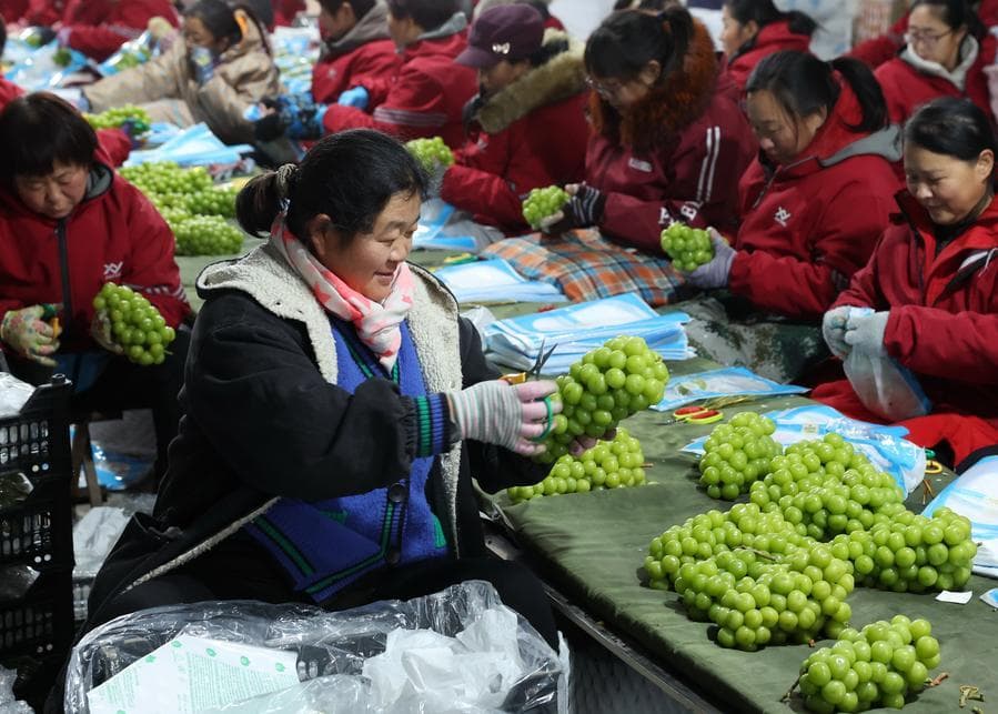 จิ้นโจวเข้าฤดูส่งออก 'ผลไม้' หลากชนิด
