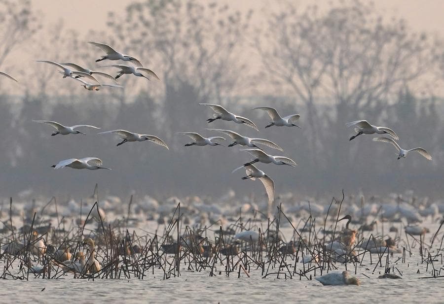นกอพยพ' หลากพันธุ์ แวะพักหลบหนาวที่เขตอนุรักษ์ในหนานชาง