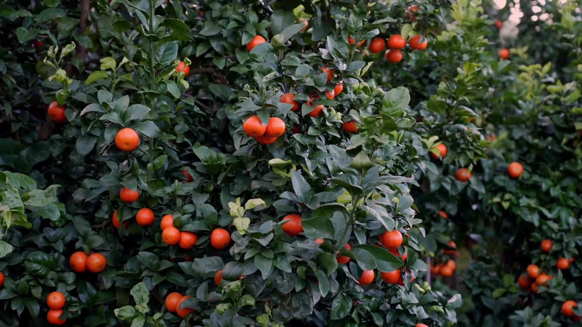 เยือน 'สวนส้มซาถัง' เก็บเกี่ยวผลผลิตสีสวยกลิ่นหอมในกว่างซี