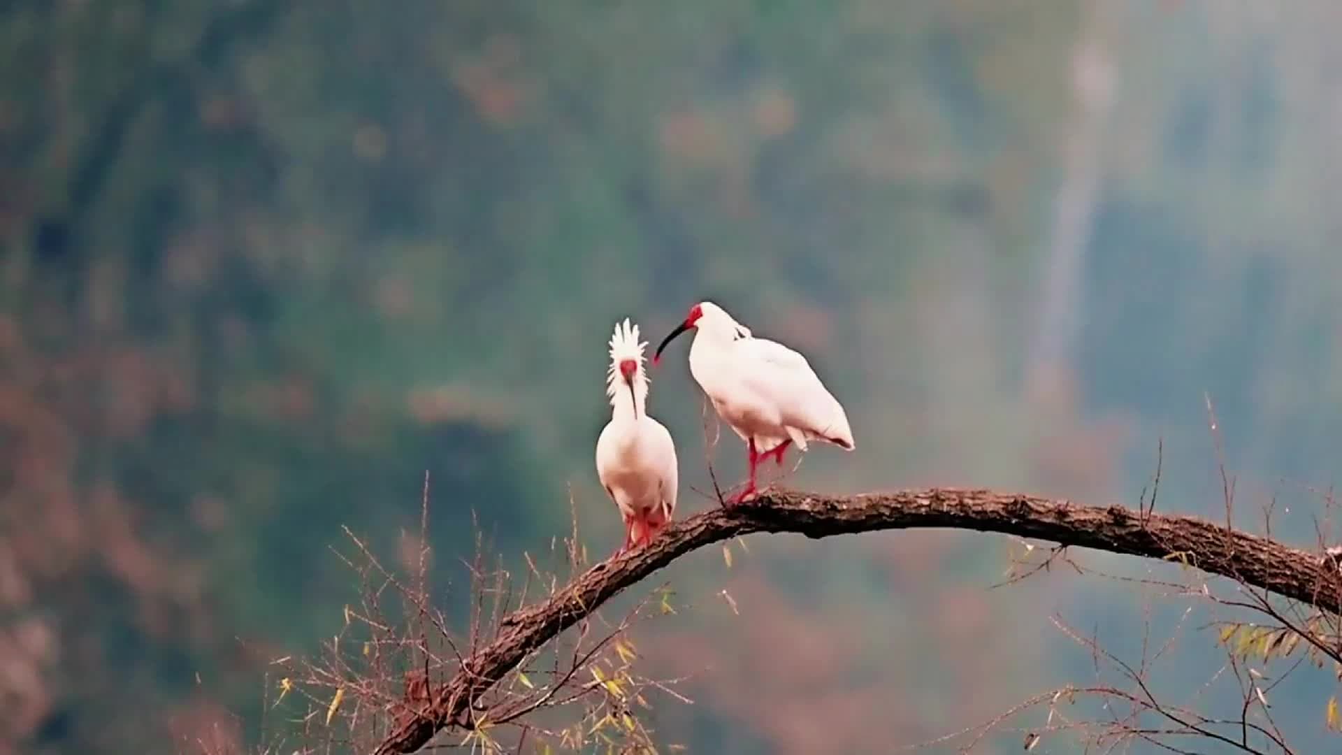 นกน้ำคลอเคลียริมทะเลสาบในส่านซี ใต้ไอแดดฤดูหนาว