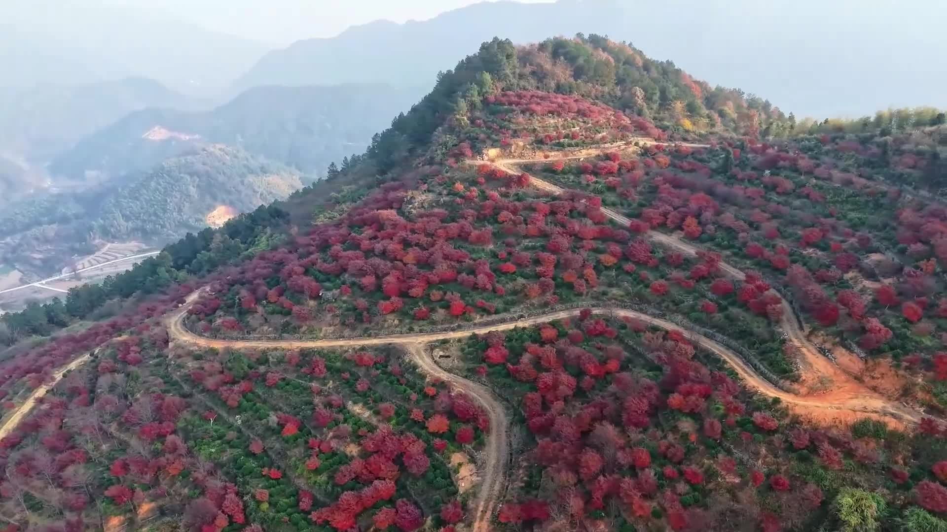 ผืนป่าใบเมเปิลสีแดงฉาน ลุกโชนแต้มขุนเขาในหางโจว