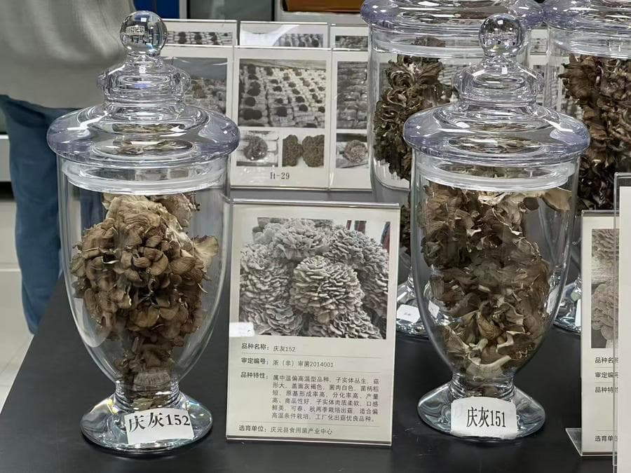 ฟาร์มเห็ดในจีนงัด 'เครื่องอบแห้งเห็ดอัจฉริยะ-เทคโน AI' พลิกโฉมเกษตรดั้งเดิม