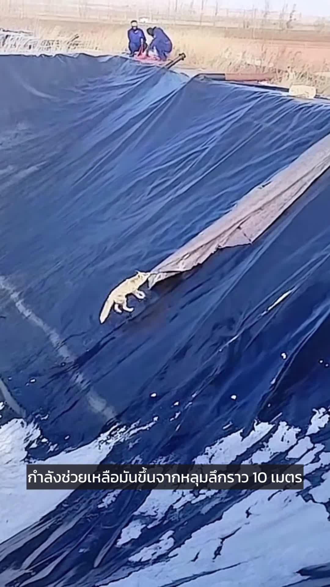 สุนัขจิ้งจอก' แสนรู้ ยอมนิ่งให้มนุษย์ช่วยขึ้นจากหลุมลึก 10 เมตร