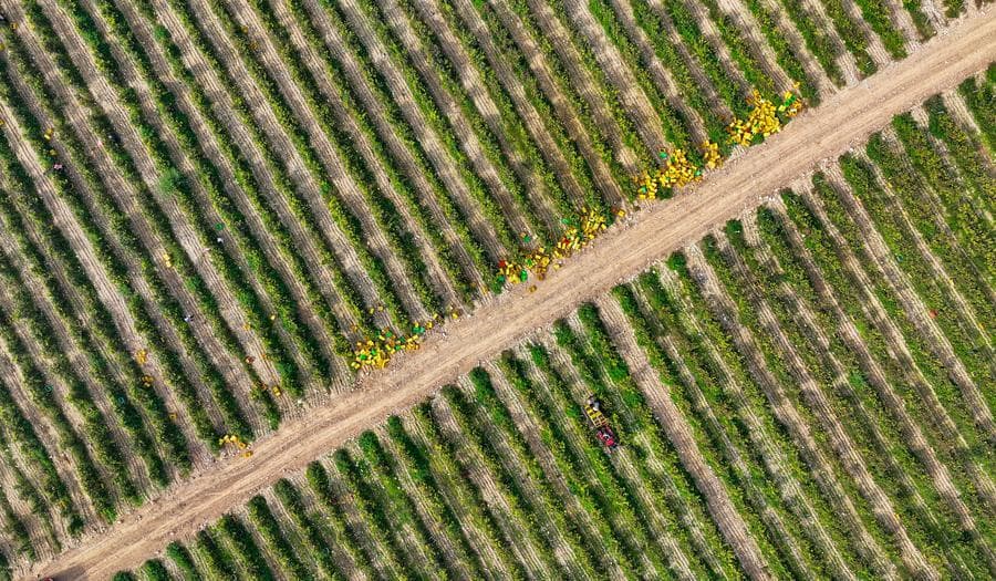 หนิงเซี่ย 'ซื้อขายคาร์บอนเครดิตจากไร่องุ่น' ครั้งแรกของจีน