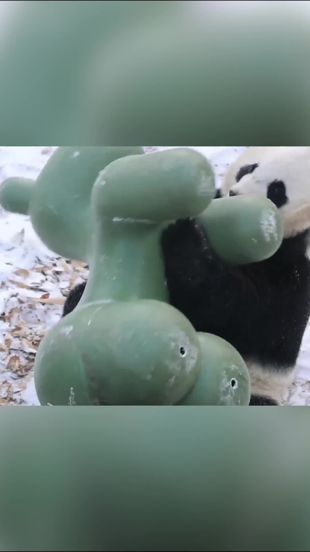 แพนด้ายักษ์อารมณ์ดีเล่นสนุกกลางหิมะในเสิ่นหยาง