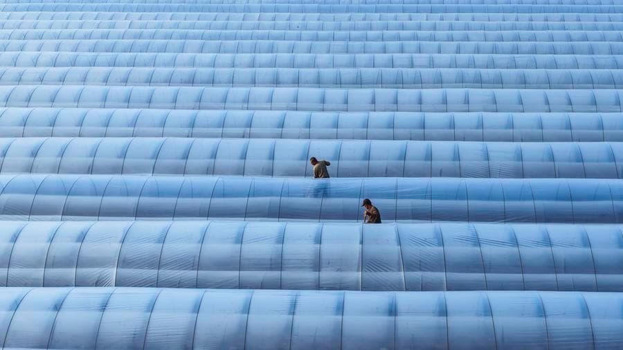 เกษตรกรลุยงาน 'กันหนาว' ให้พืชผลในซานตง