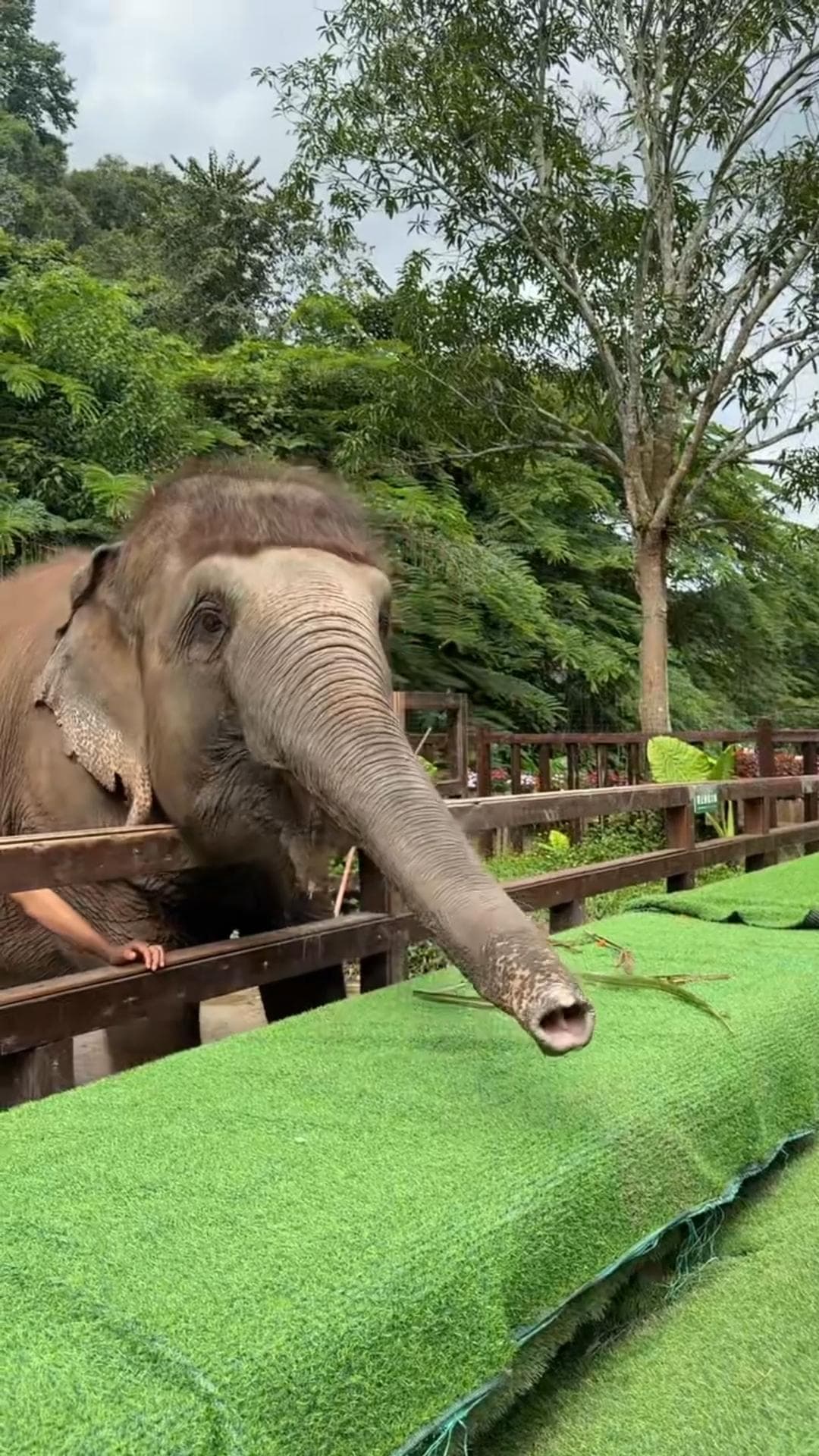 ลุคสะดุดตา! 'ช้างหน้าม้าตรง' ในยูนนาน คว้าใจชาวเน็ตจีน