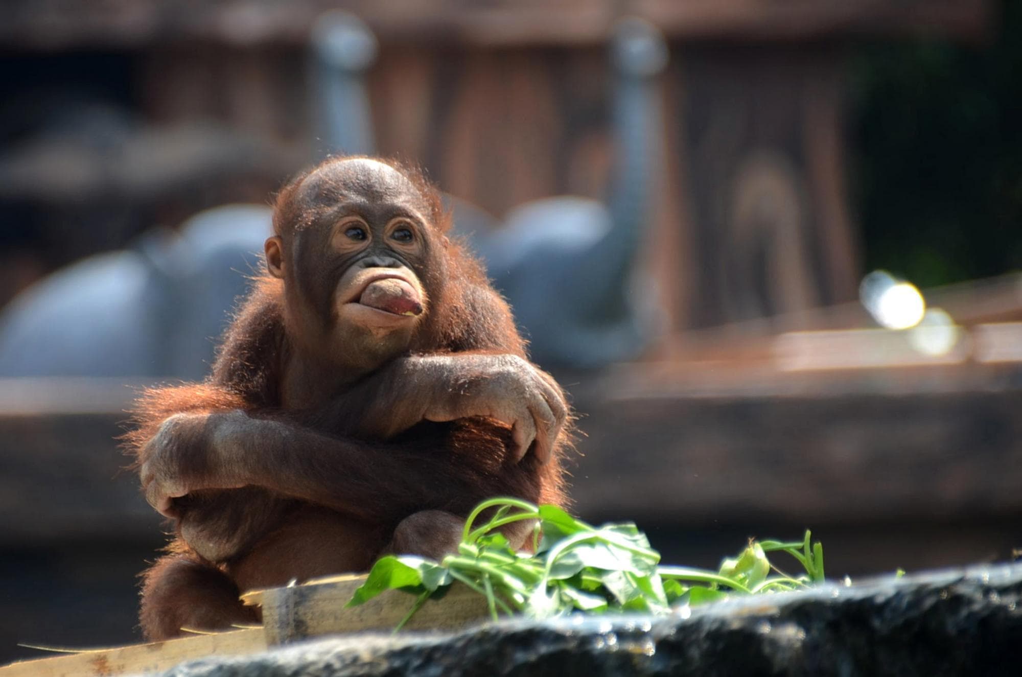 อินโดฯ รับอุรังอุตัง 4 ตัวกลับจากไทย หลังตกเป็นเหยื่อค้าสัตว์ผิดกฎหมาย