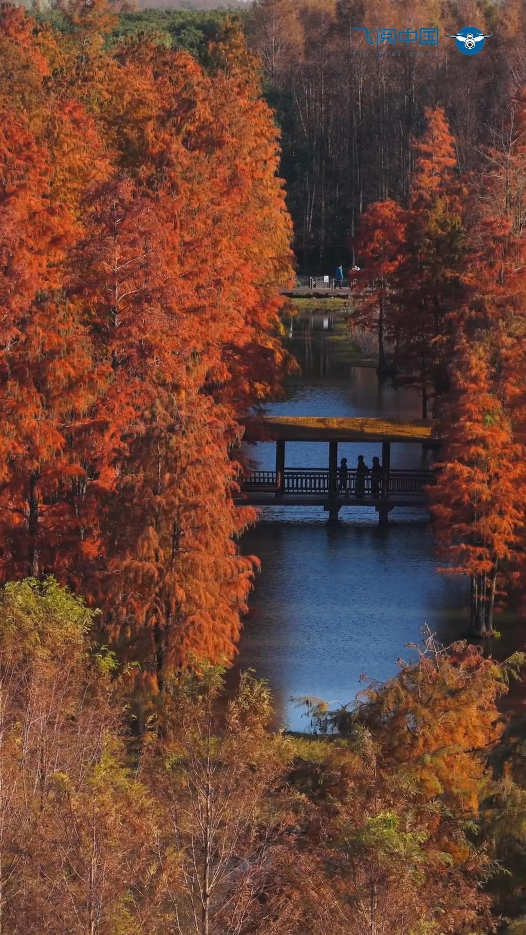 บินเหนือจีน : ลัดเลาะ 'ป่ากลางน้ำ' สีสันสดใสในเซี่ยงไฮ้