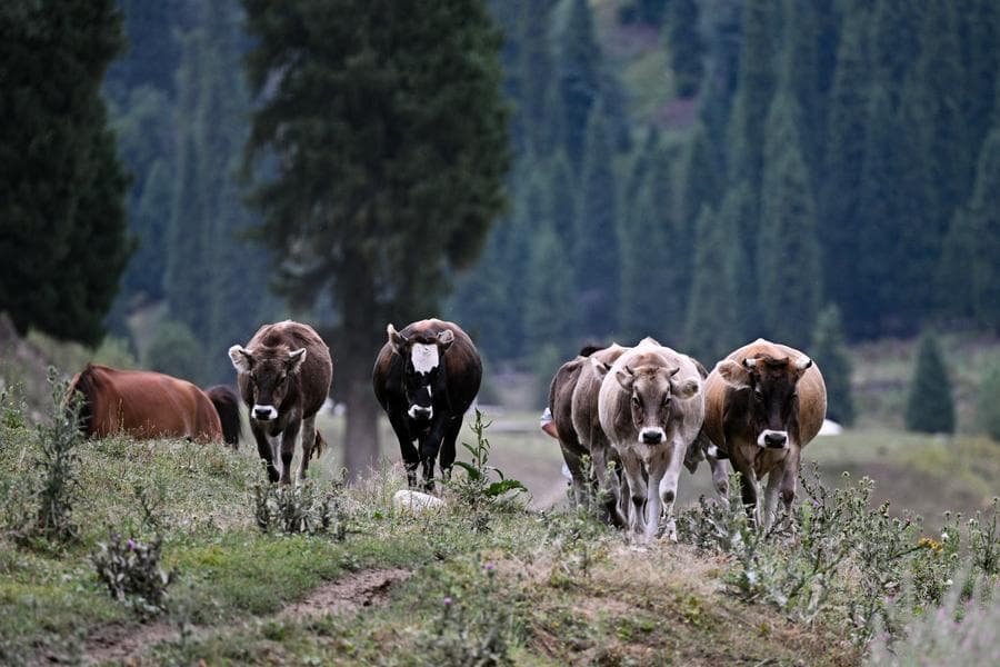 นักสัตววิทยาจีนจับตาดู 'วัวเรอ' ติดตามการปล่อยก๊าซมีเทน