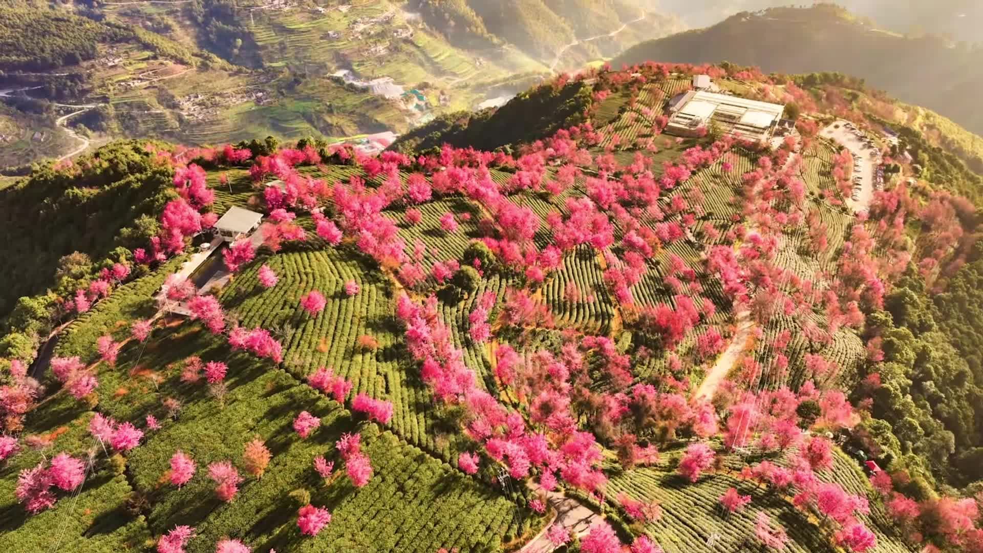 ดอกซากุระฤดูหนาวเติมสีสันหุบเขาไร่ชาในยูนนาน