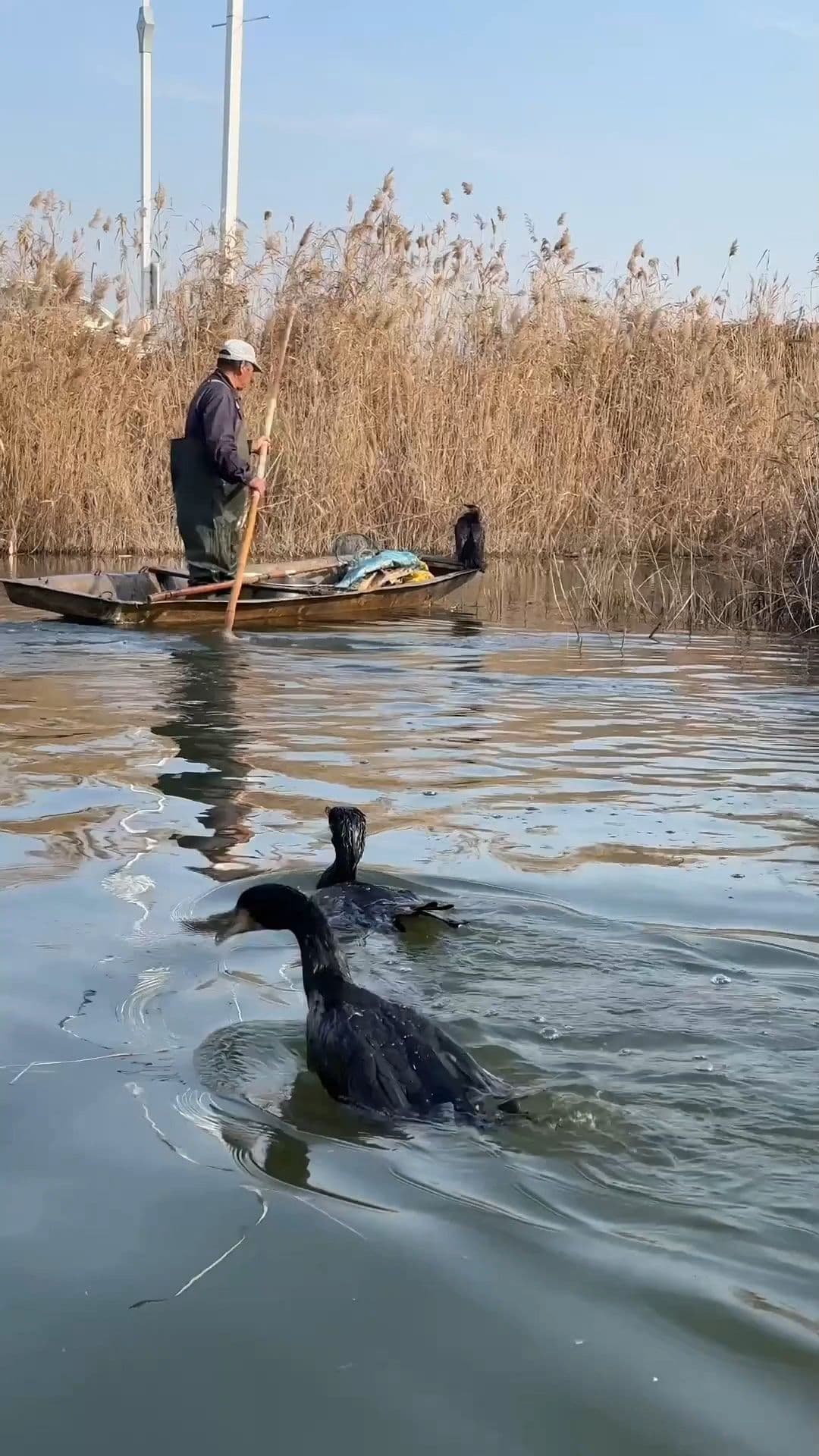 ชาวประมง-นกกาน้ำ' ออกหาปลากลางทะเลสาบในซานตง