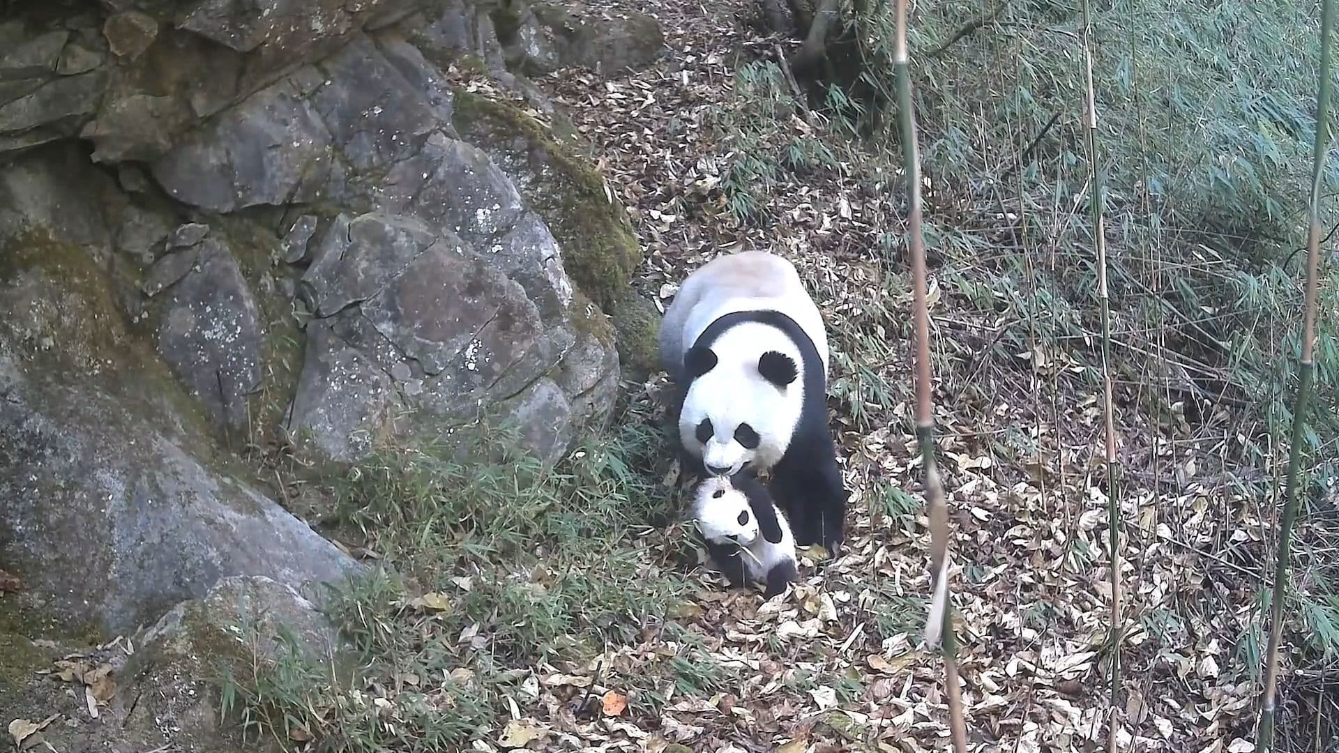 น่ารักใจฟู! กล้องจับภาพ 'แม่-ลูกแพนด้ายักษ์' กลางอุทยานในเสฉวน