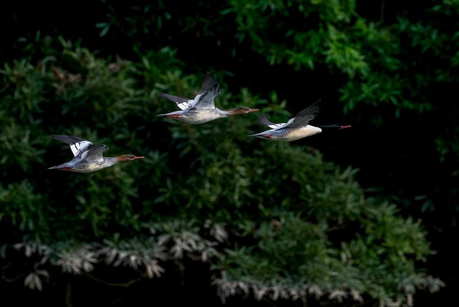 ฝูง 'เป็ดปากยาวข้างลาย' ใช้ชีวิตหลบหนาวเหนือผิวน้ำในฝูเจี้ยน