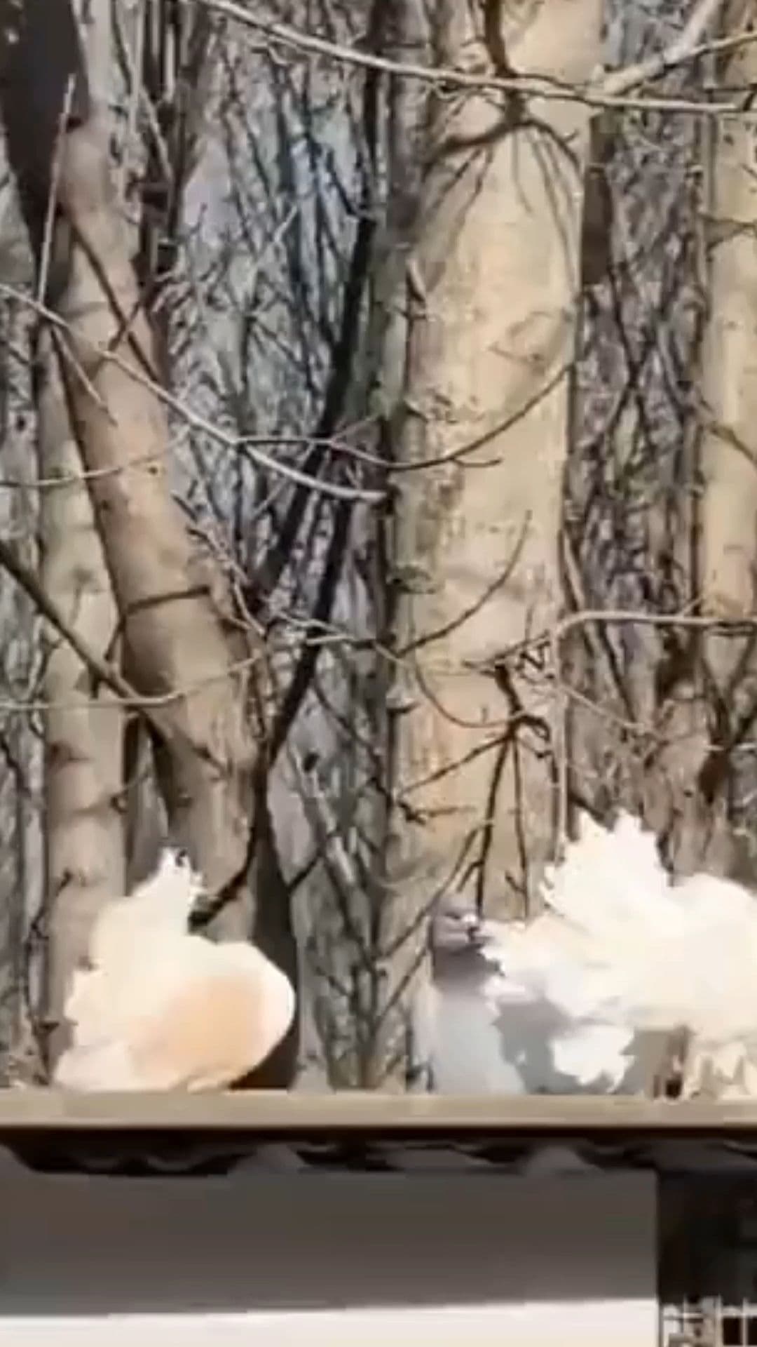 น่าเอ็นดู! 'พิราบแฟนซี' ตัวอ้วนกลม รำแพนหางขาวฟูฟ่อง