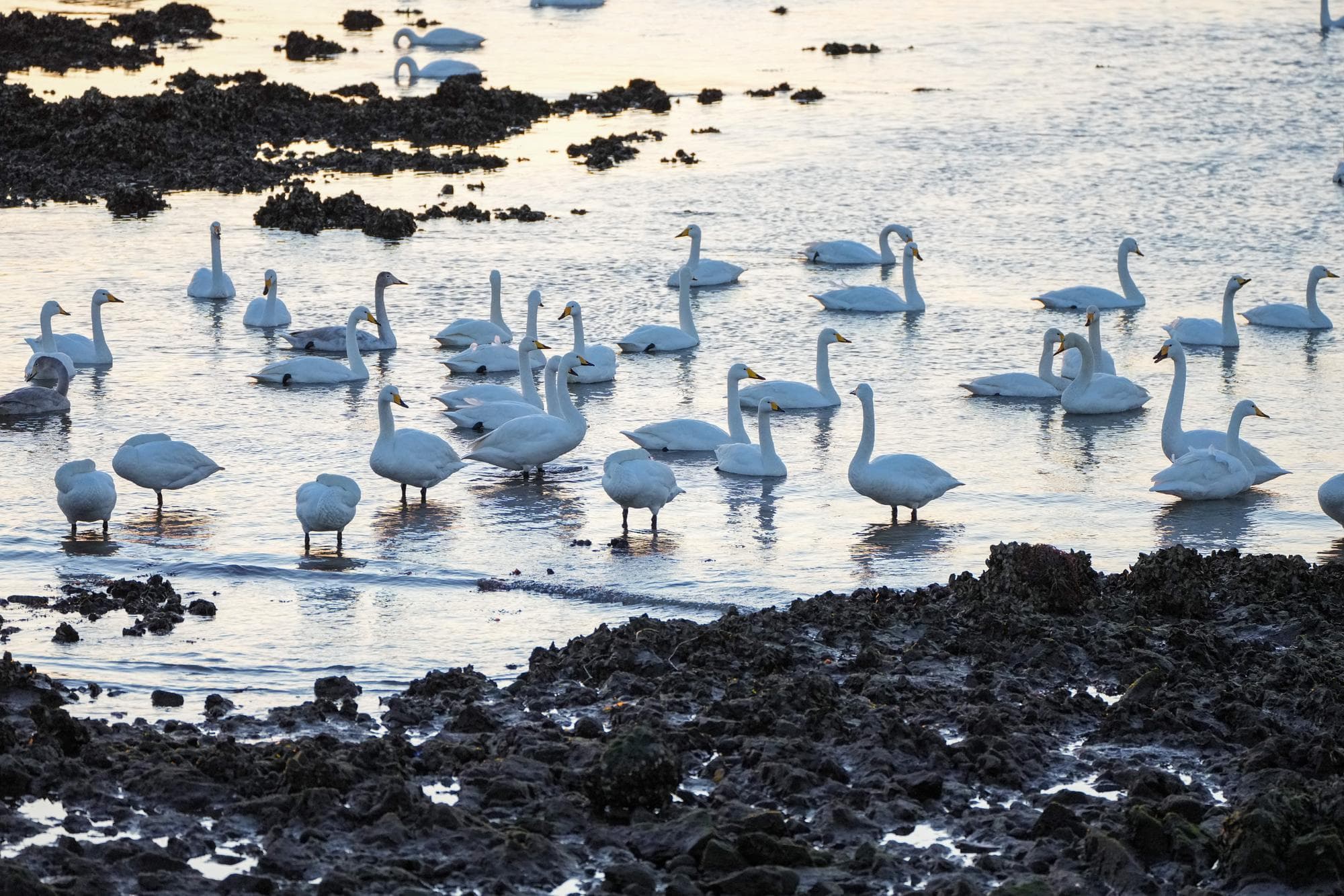 หงส์กู่ฝูงใหญ่อพยพหลบหนาวในซานตง