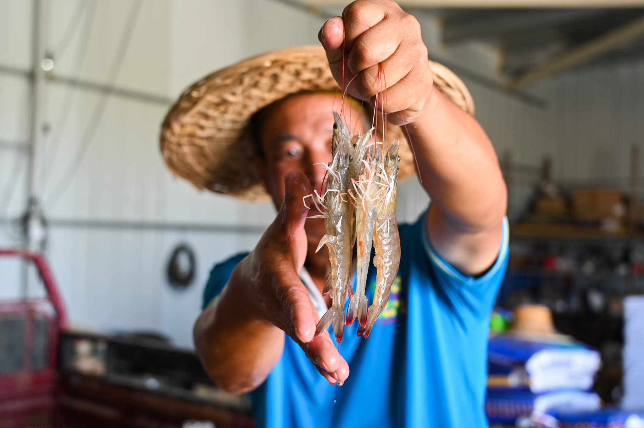 จีนแซงสหรัฐฯ ขึ้นแท่น 'ตลาดกุ้ง' ใหญ่สุดของเวียดนาม