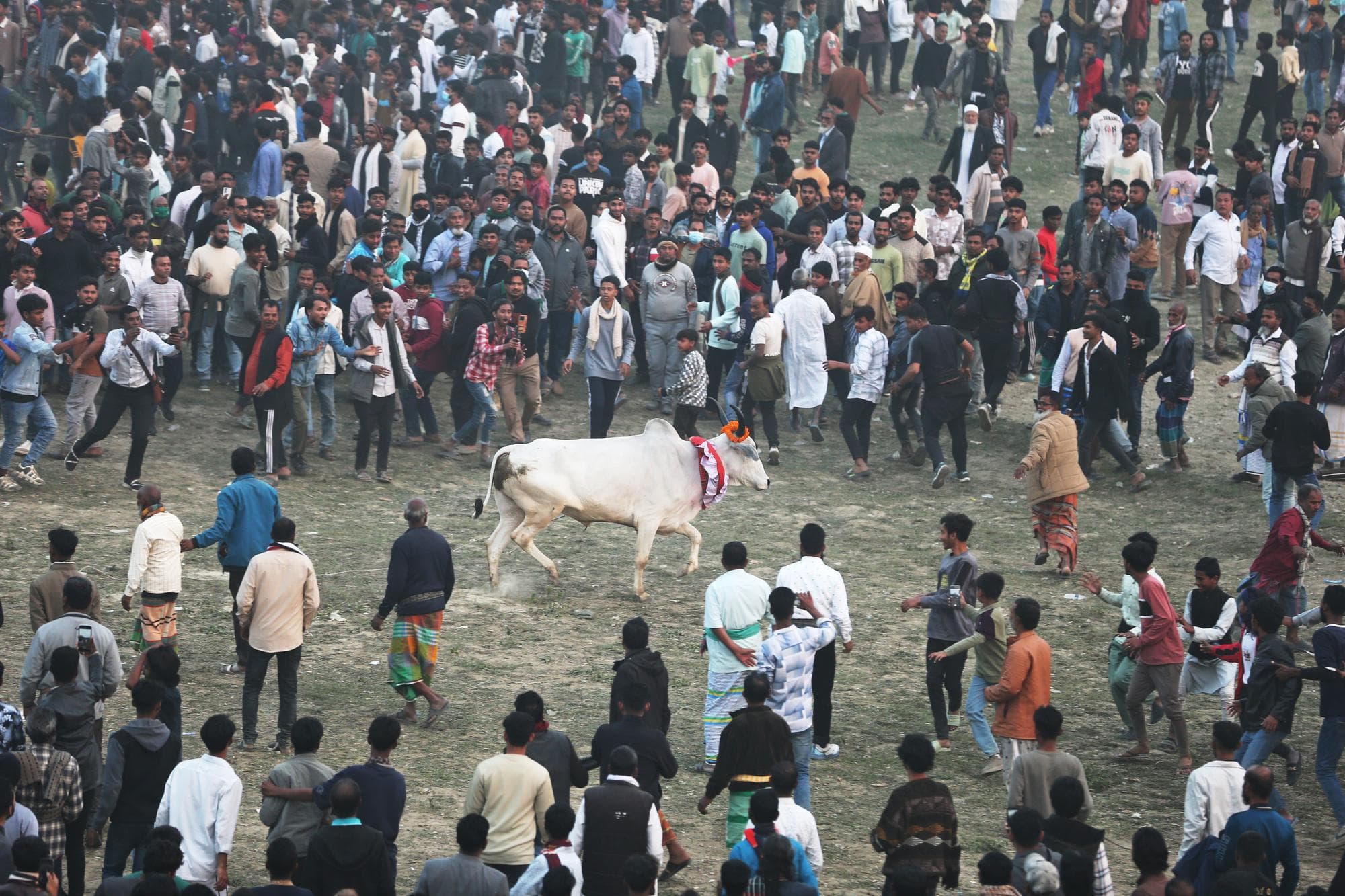 ชาวบ้านแห่ชมแข่ง 'วิ่งวัว' เร้าใจในบังกลาเทศ