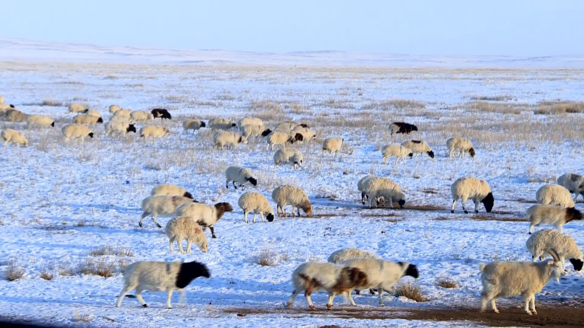 มองโกเลียหนาวจัด 'หิมะ' ปกคลุมประเทศเกือบ 90% แล้ว