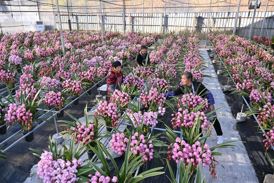 โจวหนิงเร่งผลิต 'ดอกไม้ทนหนาวบนที่สูง' ป้อนตลาดรับตรุษจีน