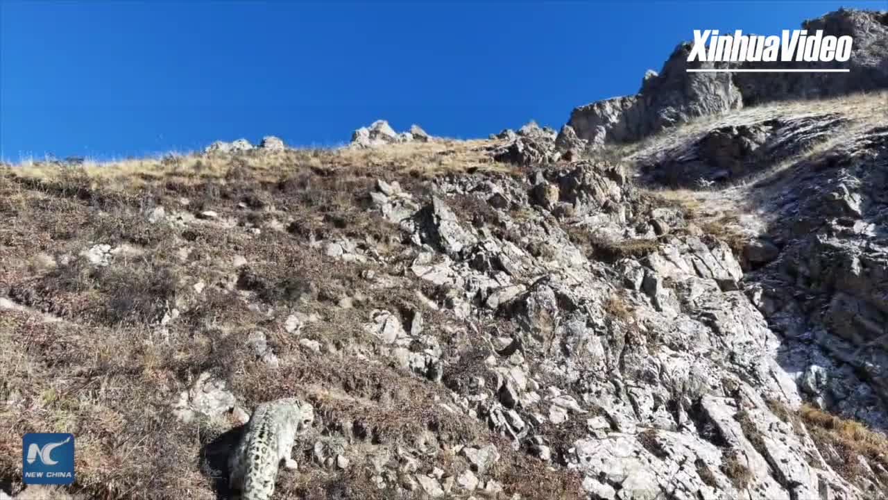 โดรนจับภาพ 'เสือดาวหิมะ' บนสันเขาสูง 3,600 เมตรในกานซู่