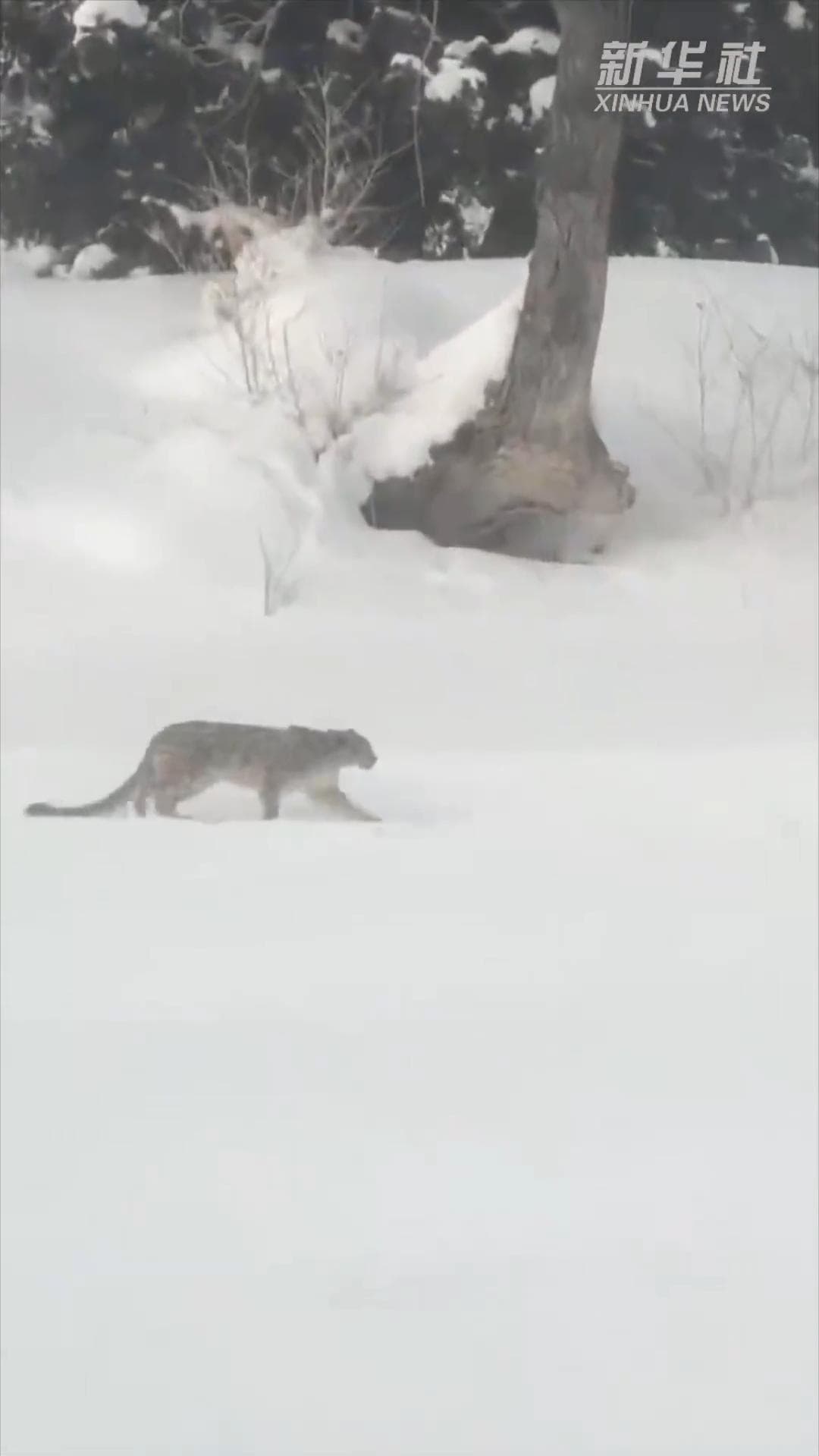 ระทึก! นักท่องเที่ยวถูก 'เสือดาวหิมะ' โจมตีเลือดอาบหน้าในซินเจียง