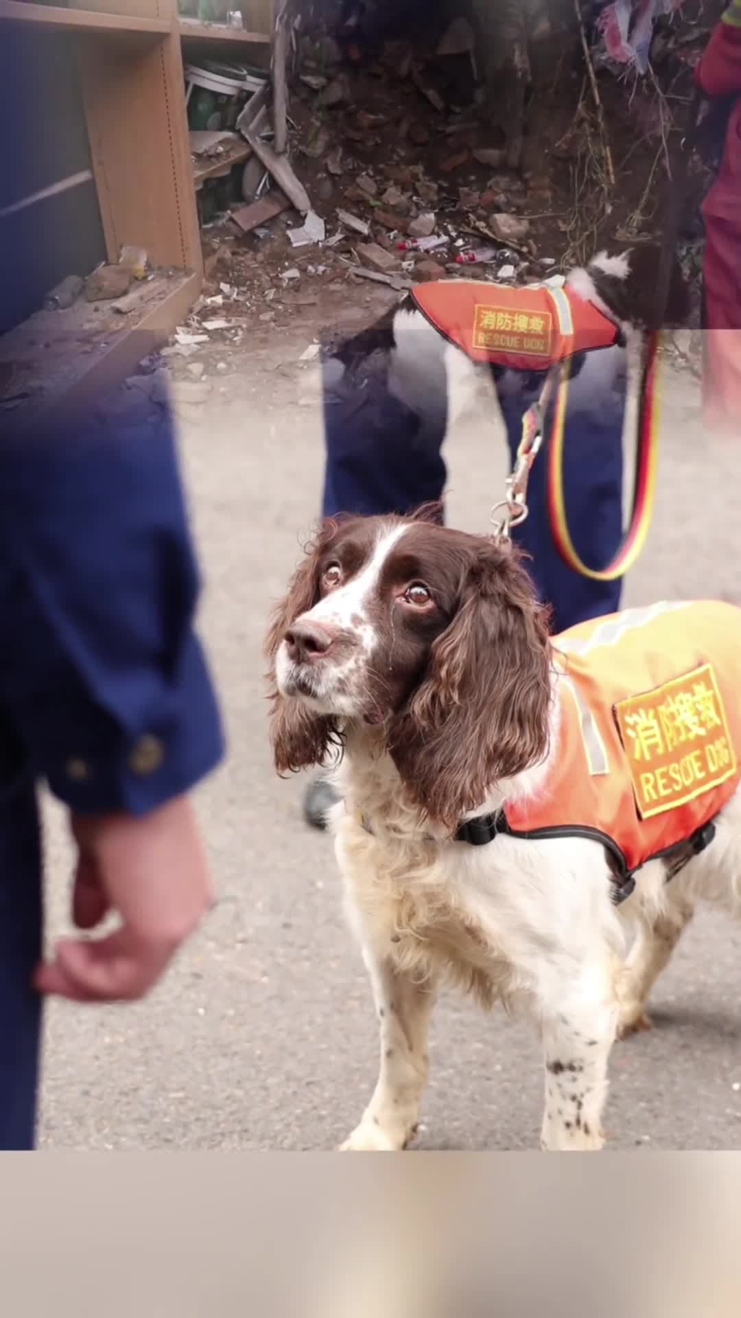 สุนัขกู้ภัยจีนบอกลามนุษย์คู่หู จ้องมองน้ำตาไหลชวนเศร้าใจ