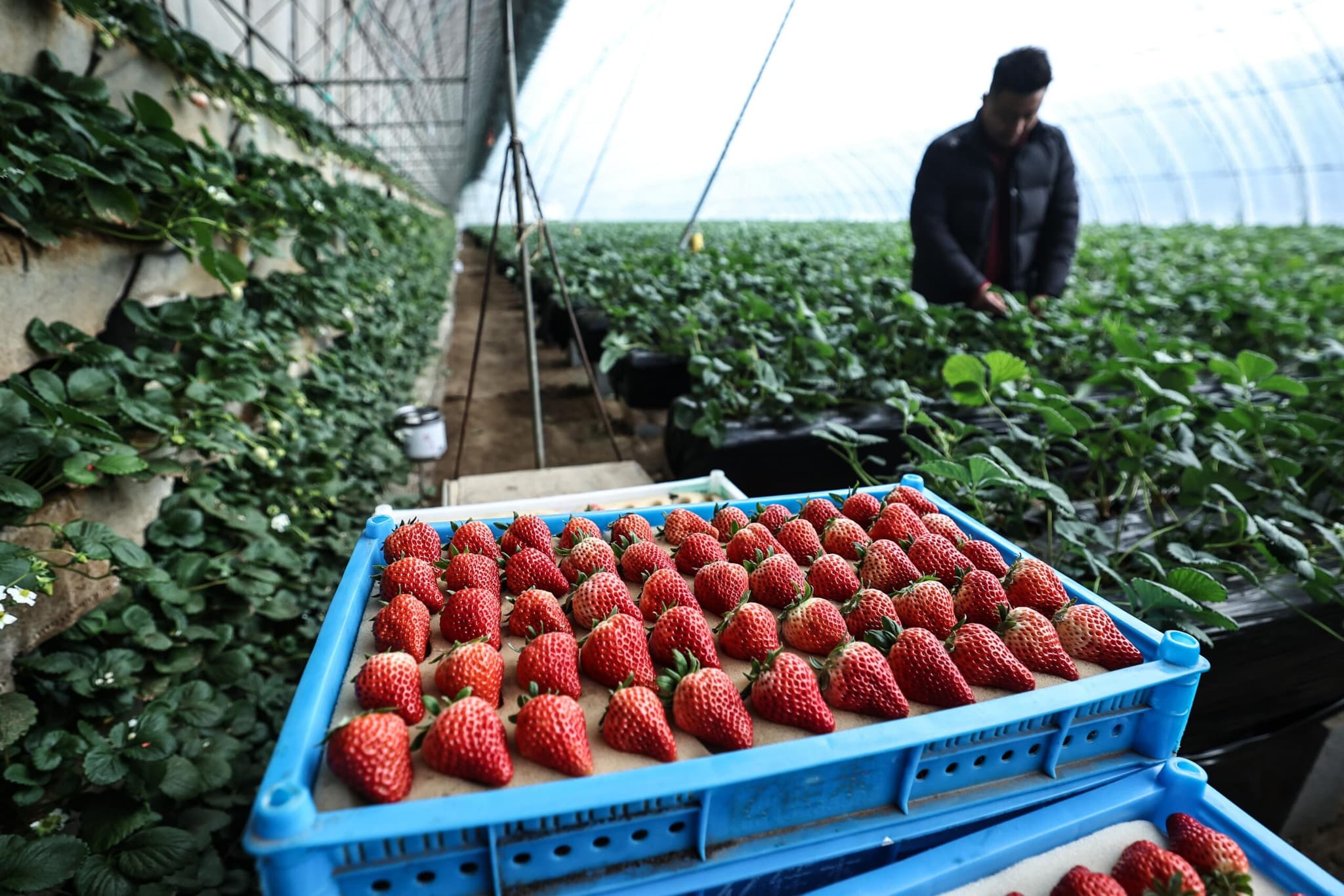 GLOBALink : 'สตรอว์เบอร์รีตานตง' ลูกอวบน่าลิ้มลองในเหลียวหนิง