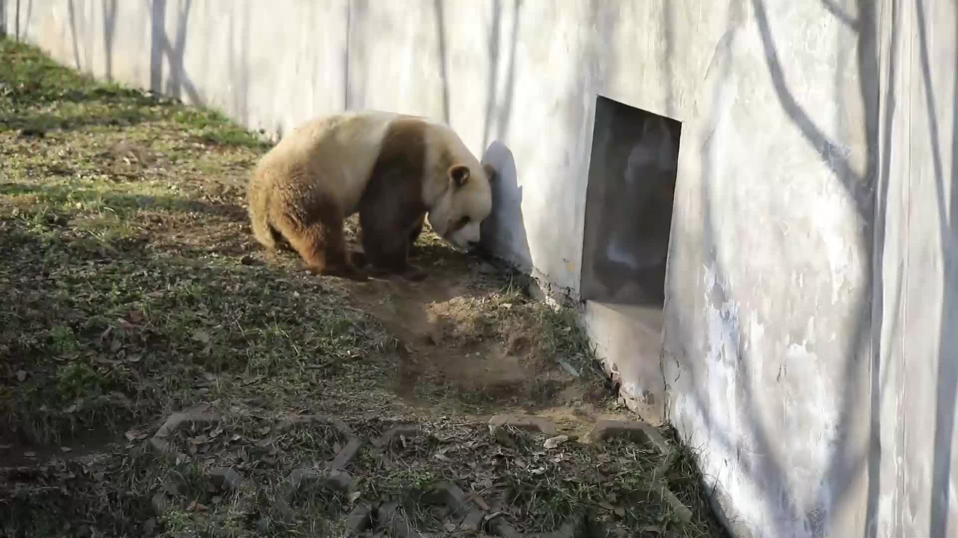 ส่องชีวิตสบายๆ ของ 'ชีไจ่' แพนด้ายักษ์สีน้ำตาลในส่านซี