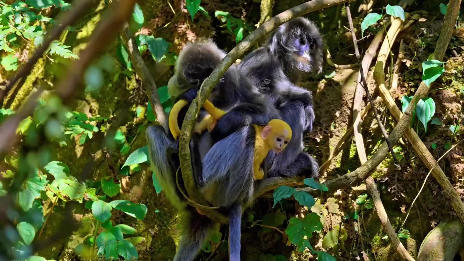 ช่างภาพในยูนนานจับภาพ 'ลูกค่างเทา' ขนสีเด่นเกาะติดแม่น่ารักอบอุ่น