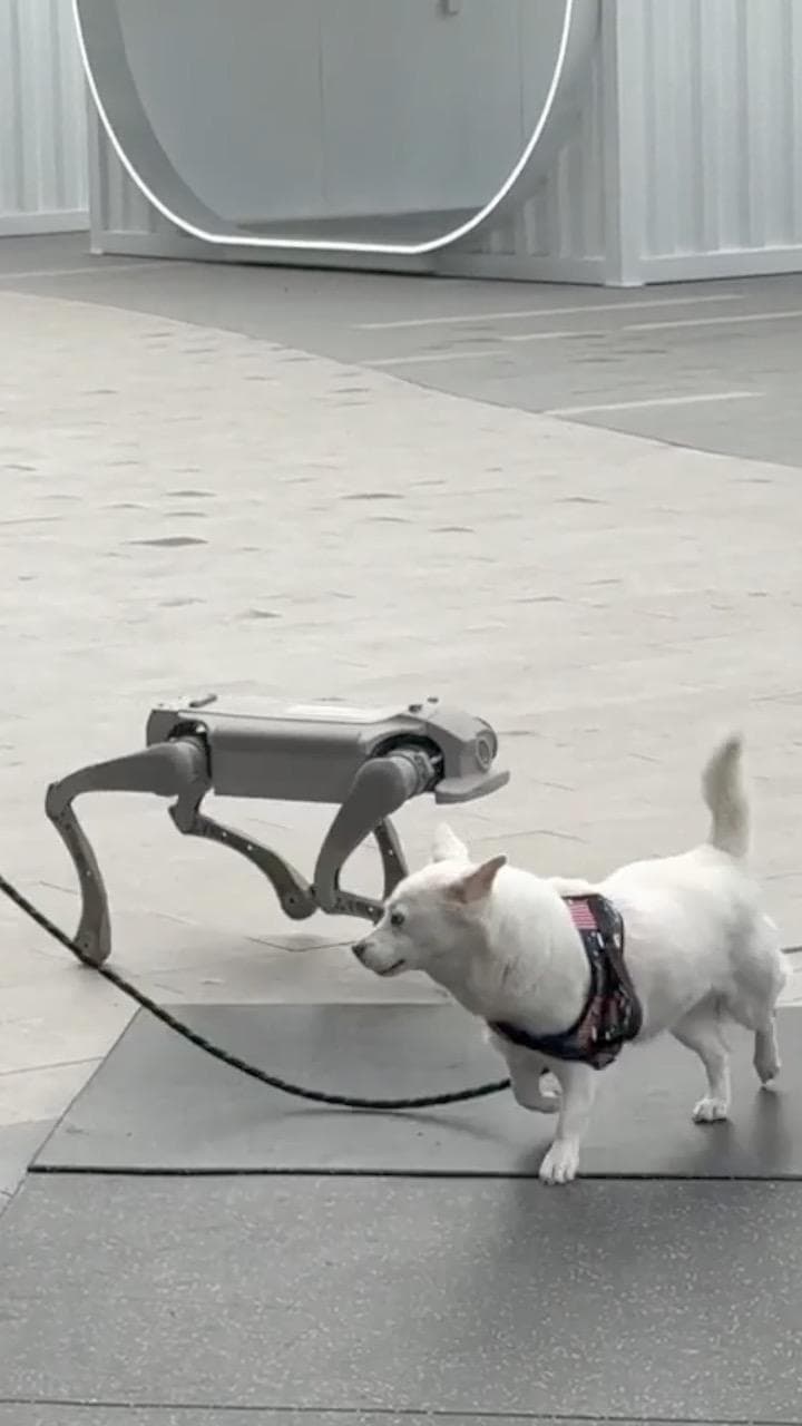 โดนบ้างเป็นไง! 'หุ่นยนต์สุนัข' วิ่งไล่กวดเจ้าตูบตัวจริงในเซินเจิ้น