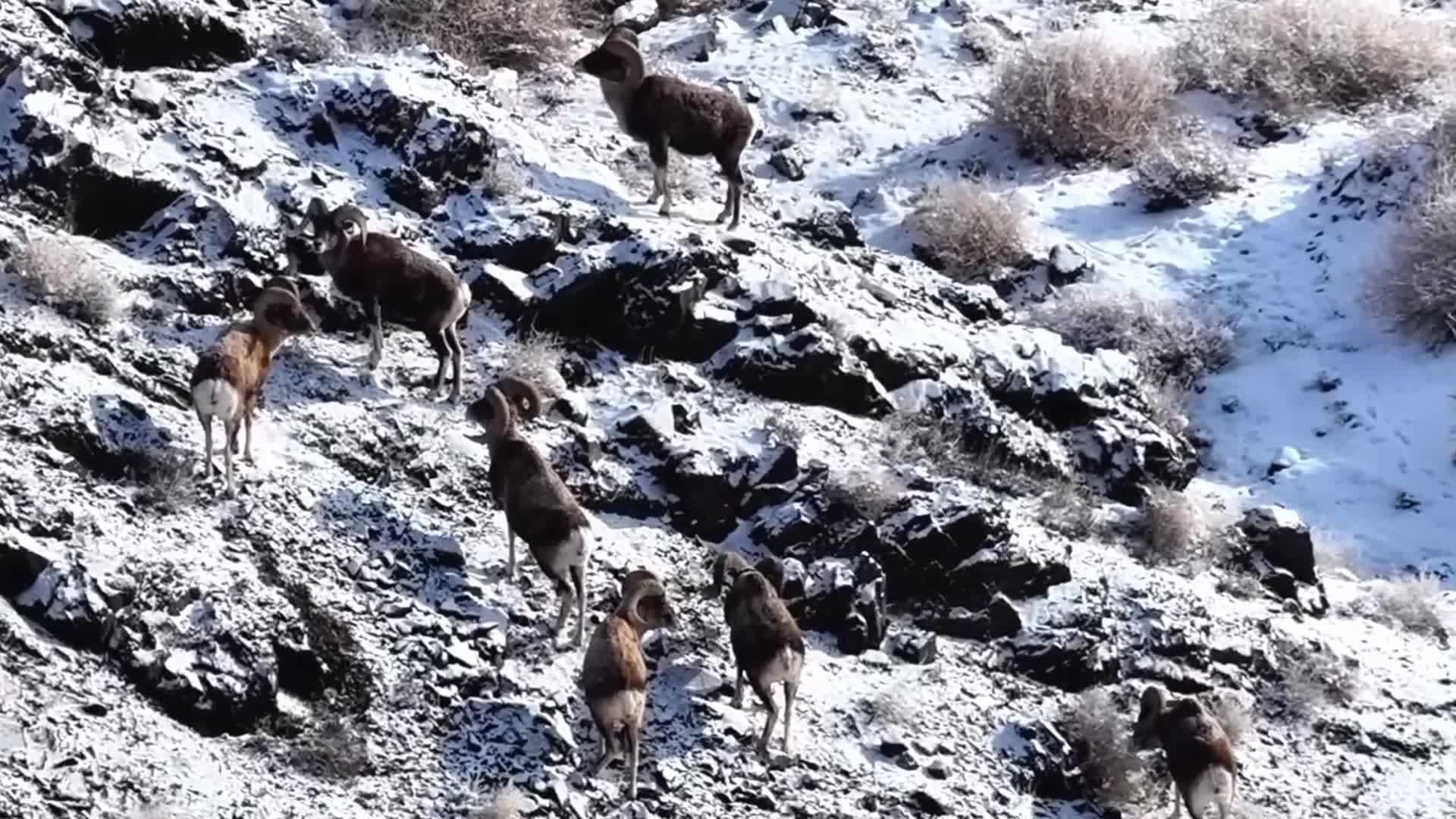 ฝูง 'อาร์กาลี' เขาโค้งสวย โชว์ตัวกลางหิมะขาวในซินเจียง