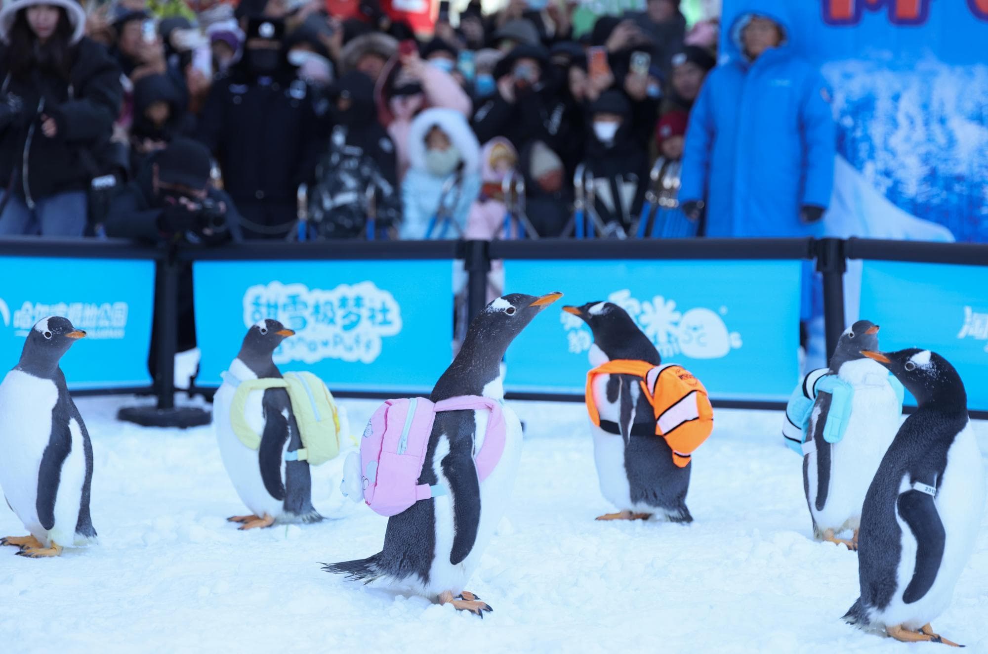 ก๊วน 'เพนกวิน' เยือนต่างเมือง สะพายเป้โชว์ความน่ารัก