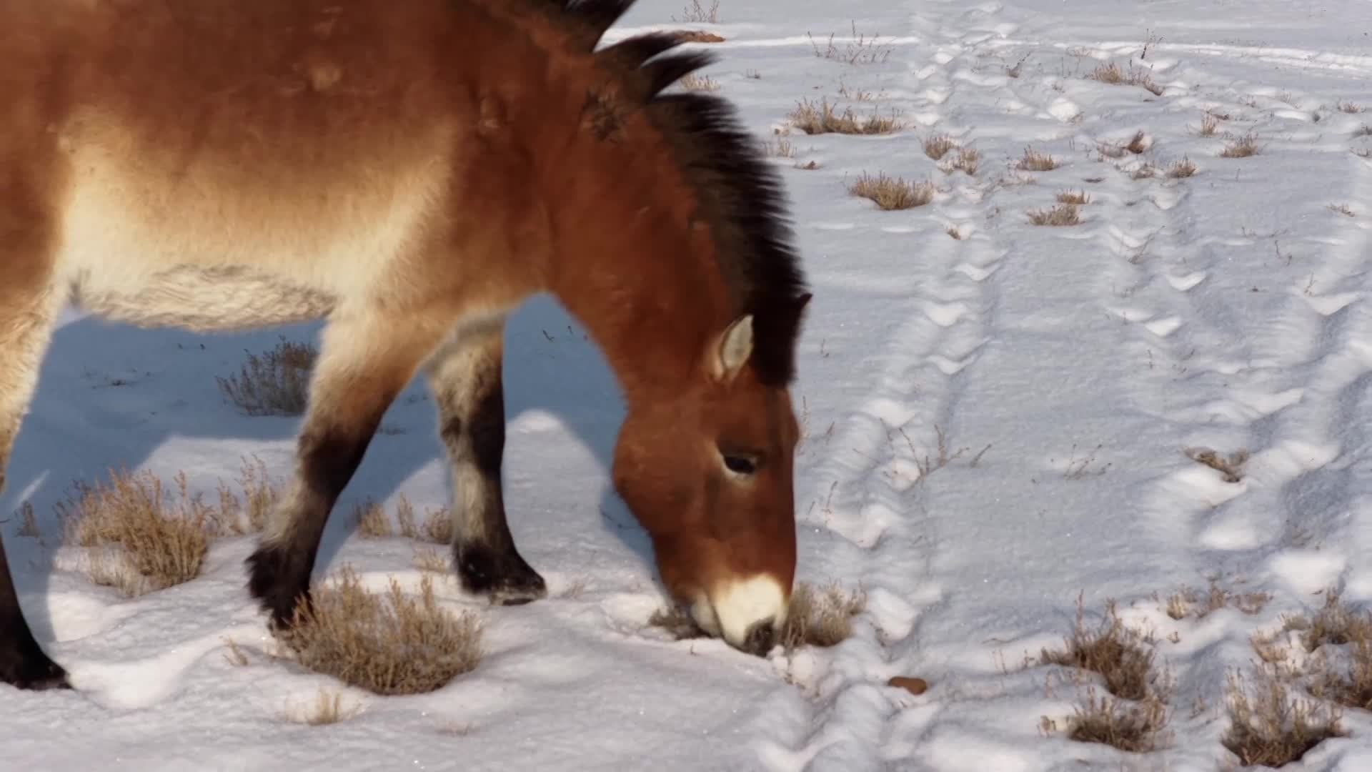ซินเจียงตุนหญ้าเติมเสบียงให้ 'ม้าป่าเปรวาสกี' ในพื้นที่หิมะตกหนัก