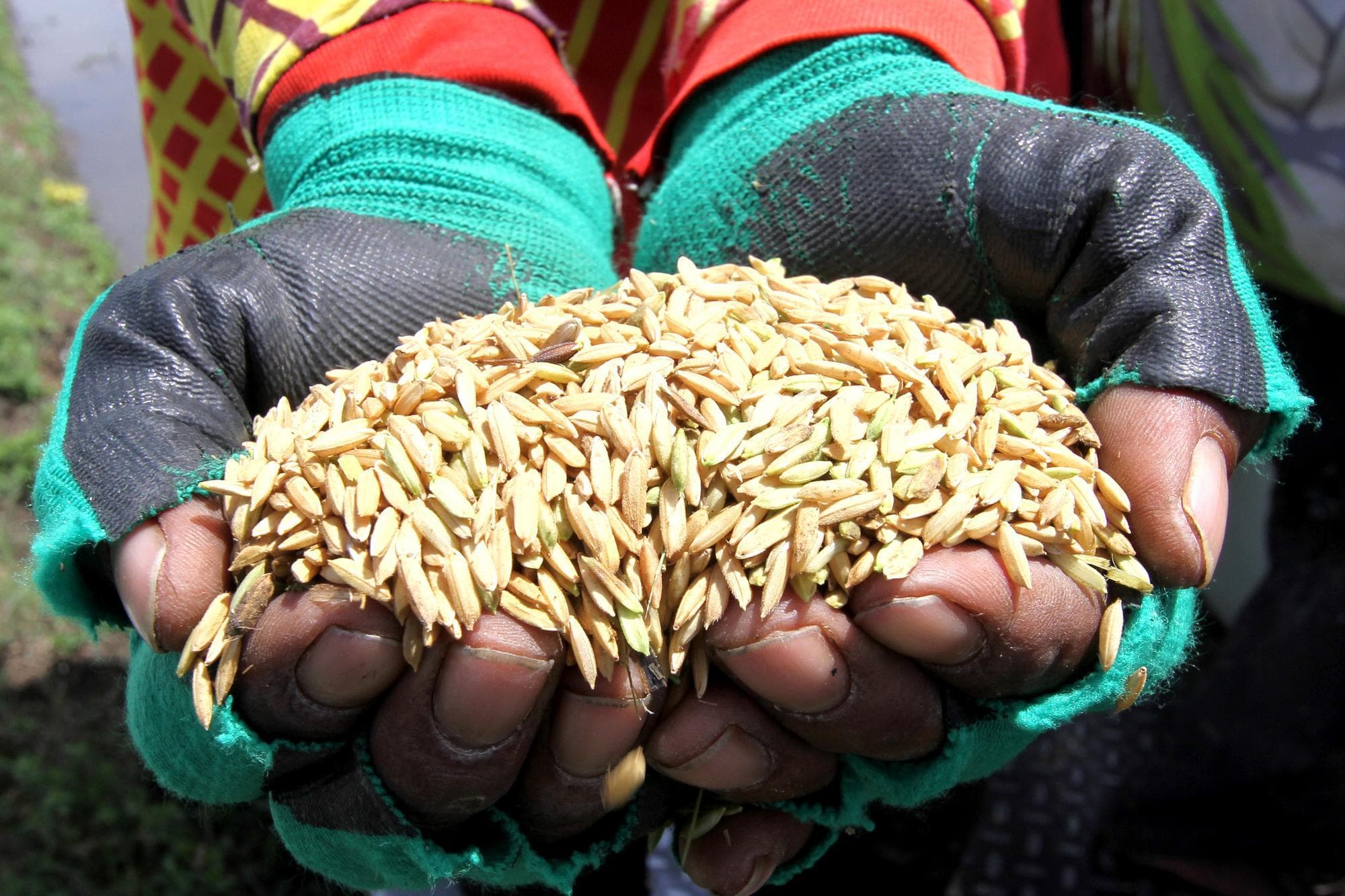 อินโดฯ เล็งใช้นโยบาย 'ข้าวราคาเดียว' ในปี 2026 มุ่งลดความเหลื่อมล้ำ