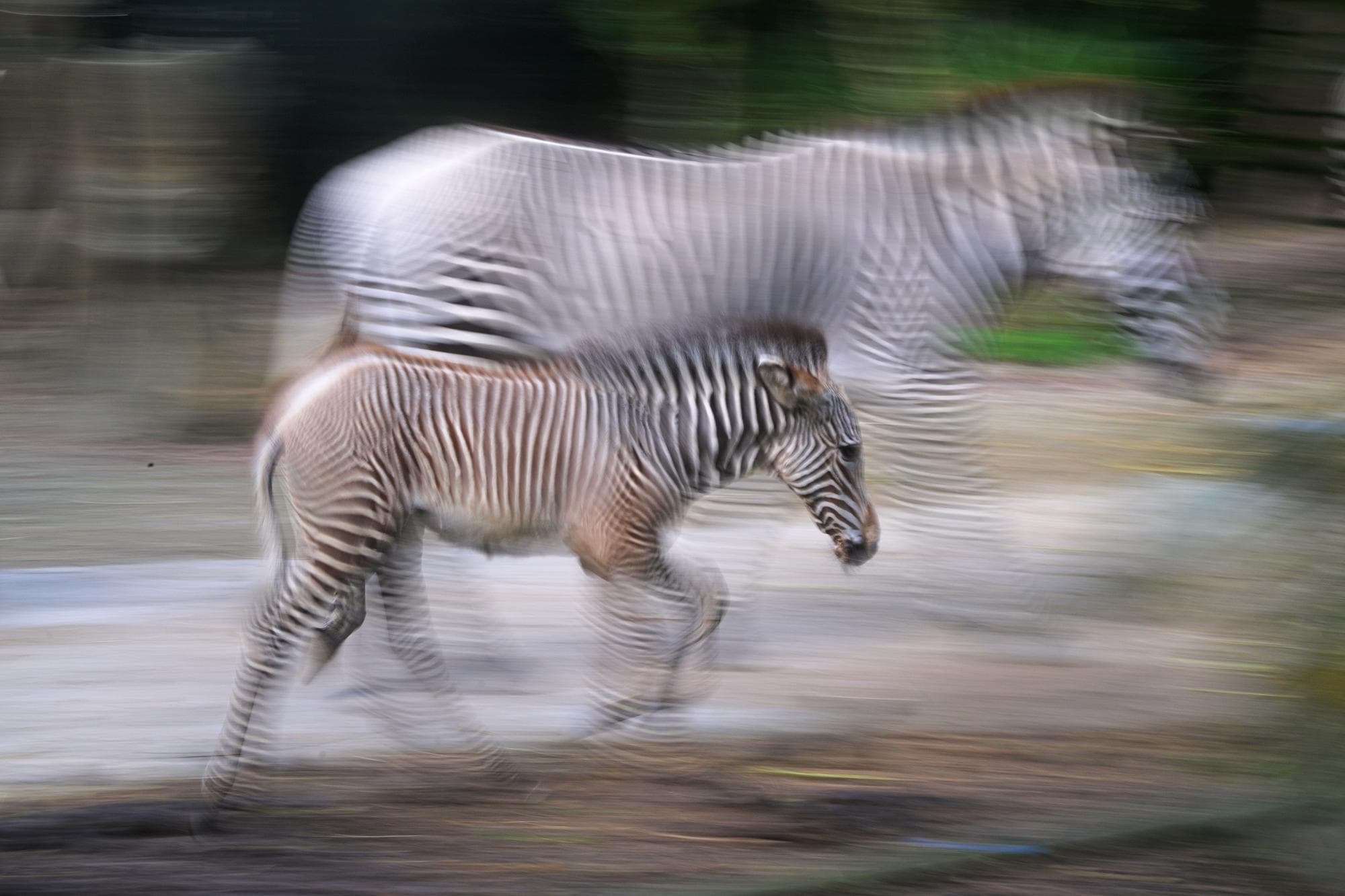 ลูกม้าลาย' เกิดใหม่ อวดโฉมในสวนสัตว์สิงคโปร์