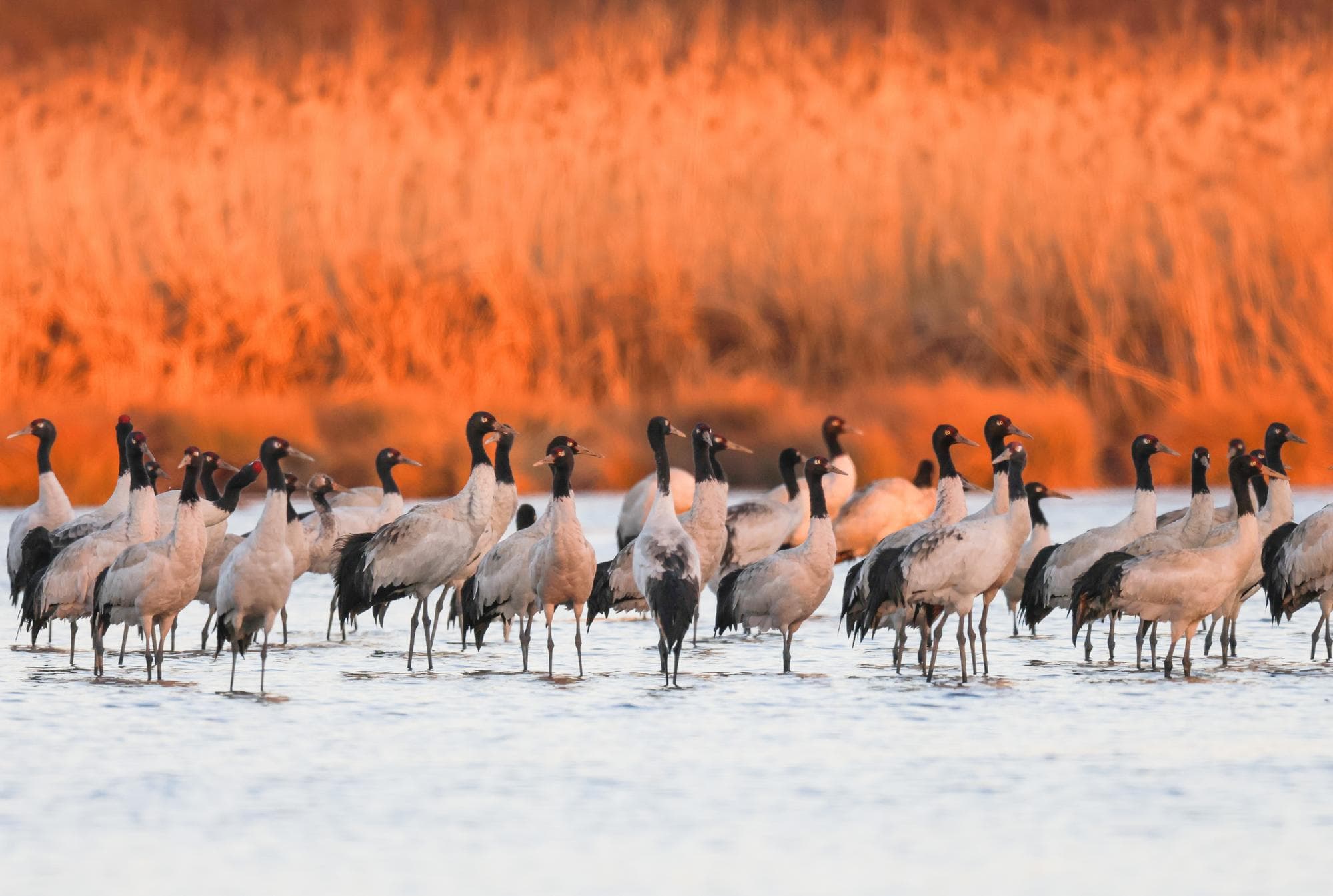 ฝูงนกกระเรียนคอดำใช้ชีวิตหลบหนาว พักกายในกุ้ยโจว