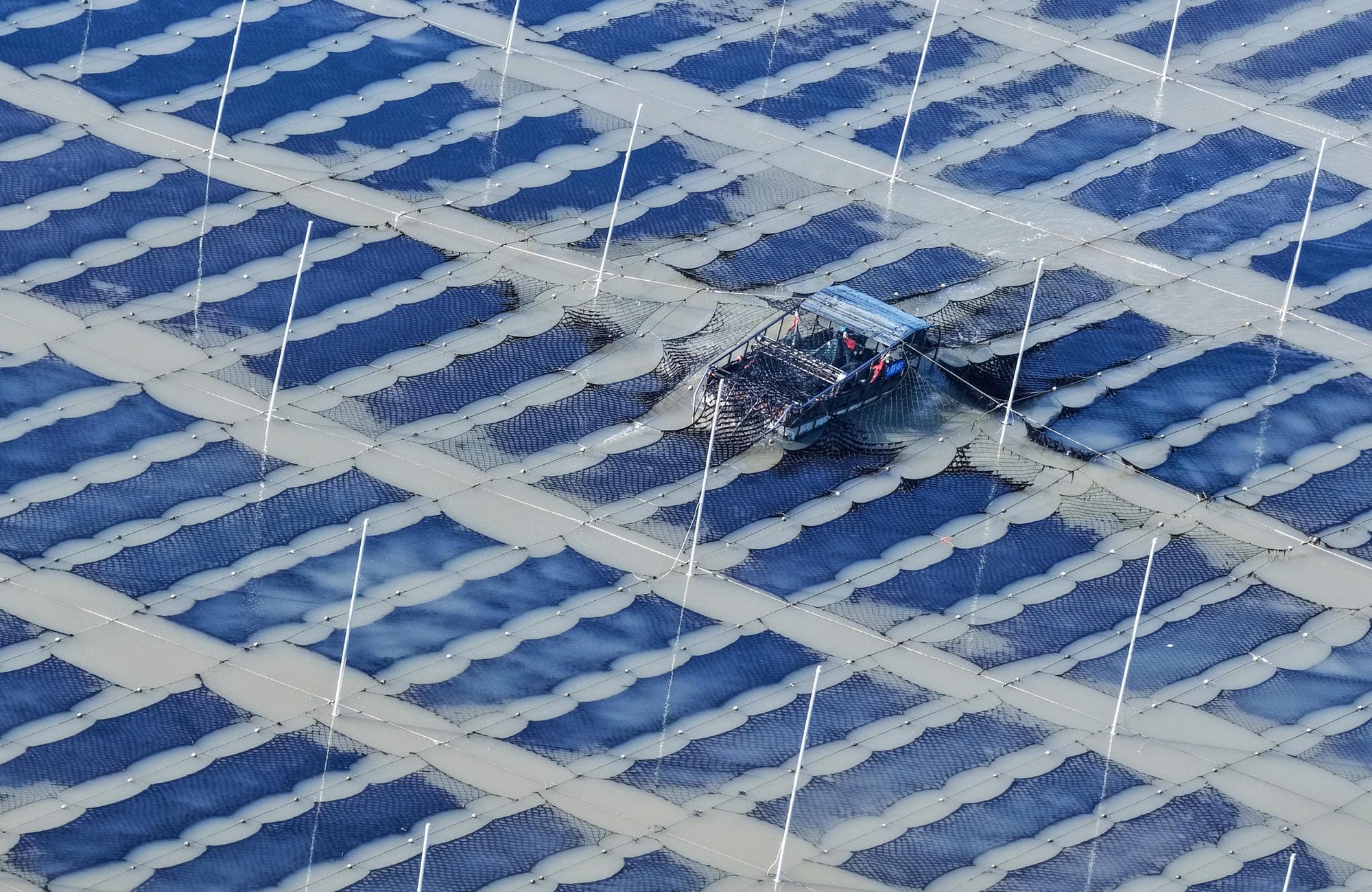 ชาวประมงออกเรือเก็บ 'สาหร่ายน้ำแรก' กลางทะเลในเจียงซู