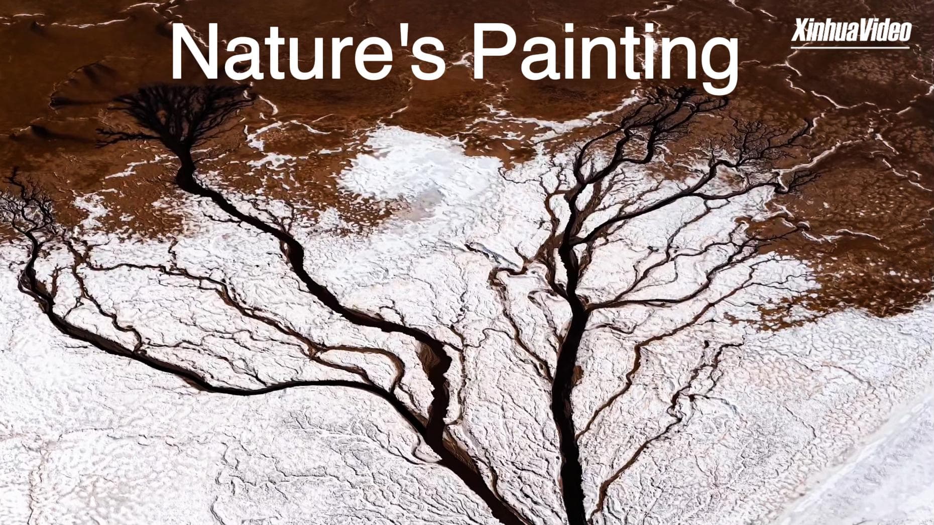 ลวดลาย 'ต้นไม้ยักษ์' แปลกตา บนผืนทะเลสาบน้ำเค็มในมองโกเลียใน