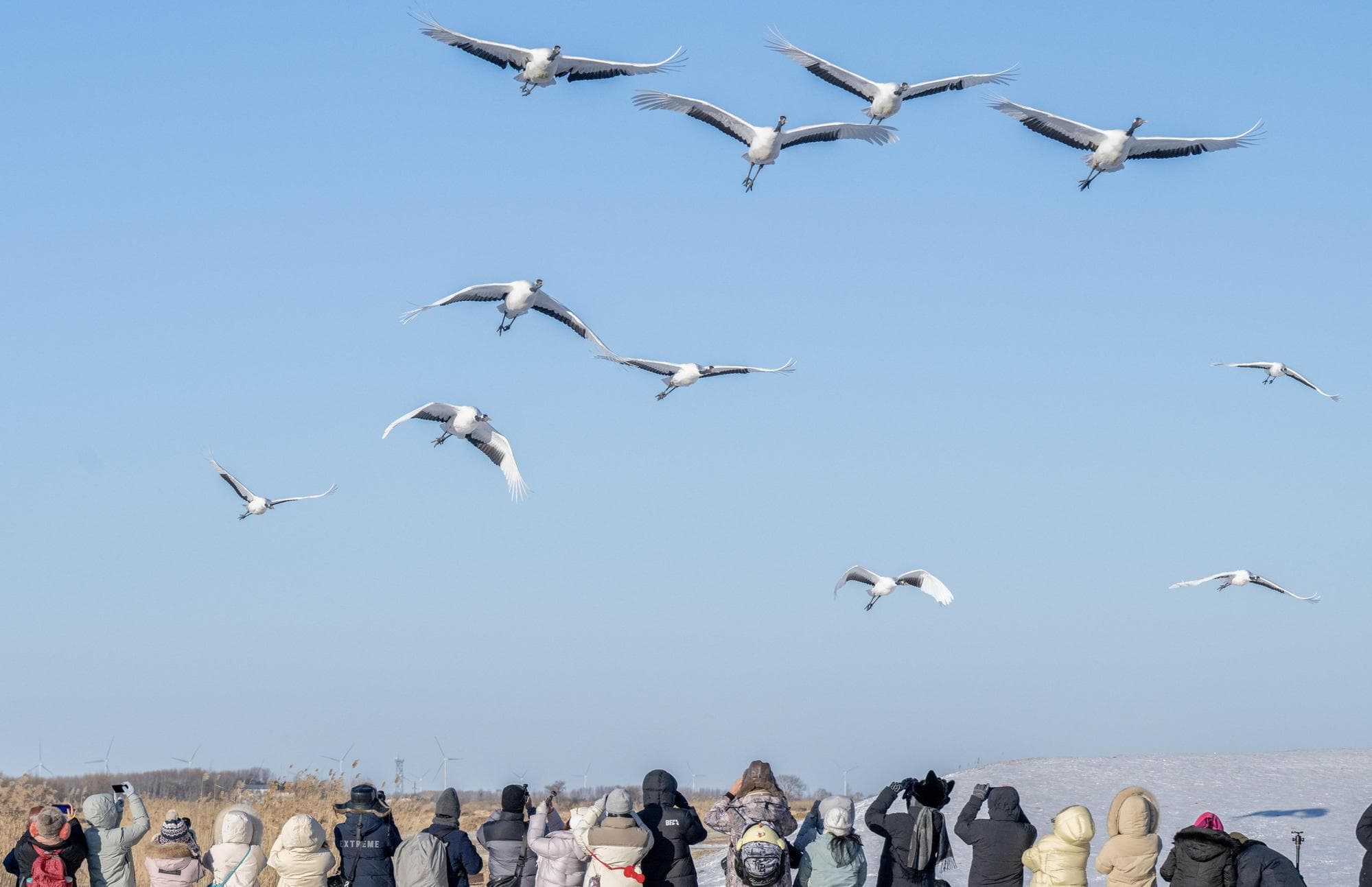 ฝูง 'นกกระเรียนมงกุฎแดง' สยายปีกบินเหนือเขตอนุรักษ์ฯ ในเฮยหลงเจียง