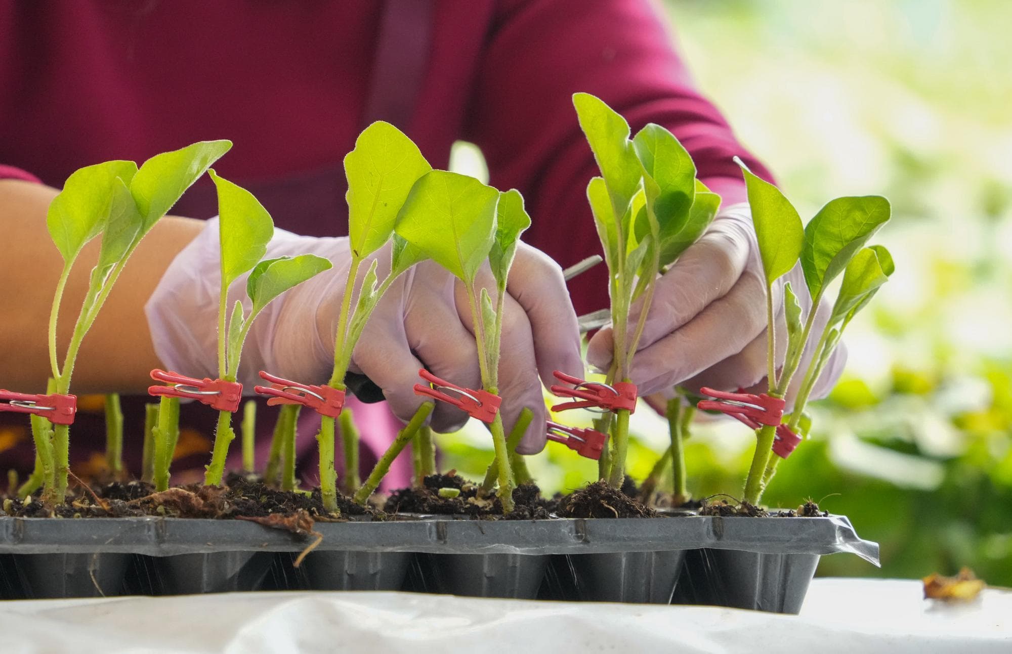 เกษตรกรลุยปลูกผักที่โรงเรือนกระจกในซานตง