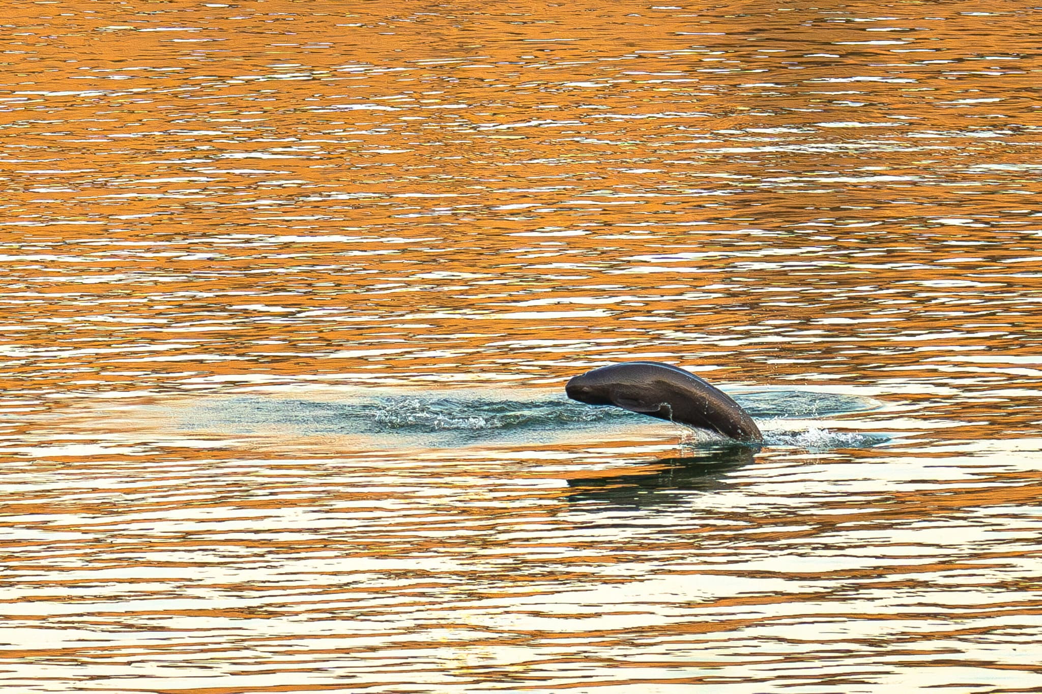 คำสั่งห้ามทำประมง 10 ปีดันยอด 'โลมาหัวบาตรหลังเรียบแยงซี' ในจีนเพิ่มขึ้น