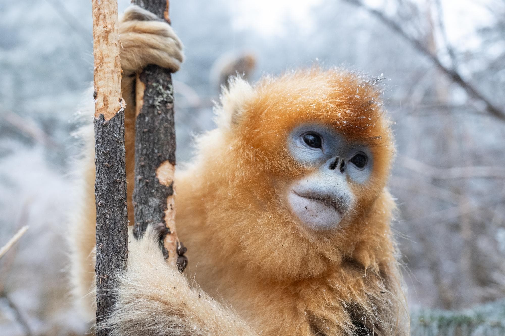หิมะตก แก๊งจ๋อขอสัมผัส! 'ลิงจมูกเชิดสีทอง' ใช้ชีวิตกลางหิมะขาวในหูเป่ย