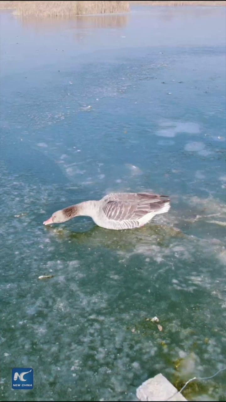 กู้ภัยจีนฝ่าอากาศ -13 องศาฯ ช่วย 'ห่าน' ติดกลางผืนน้ำแข็ง