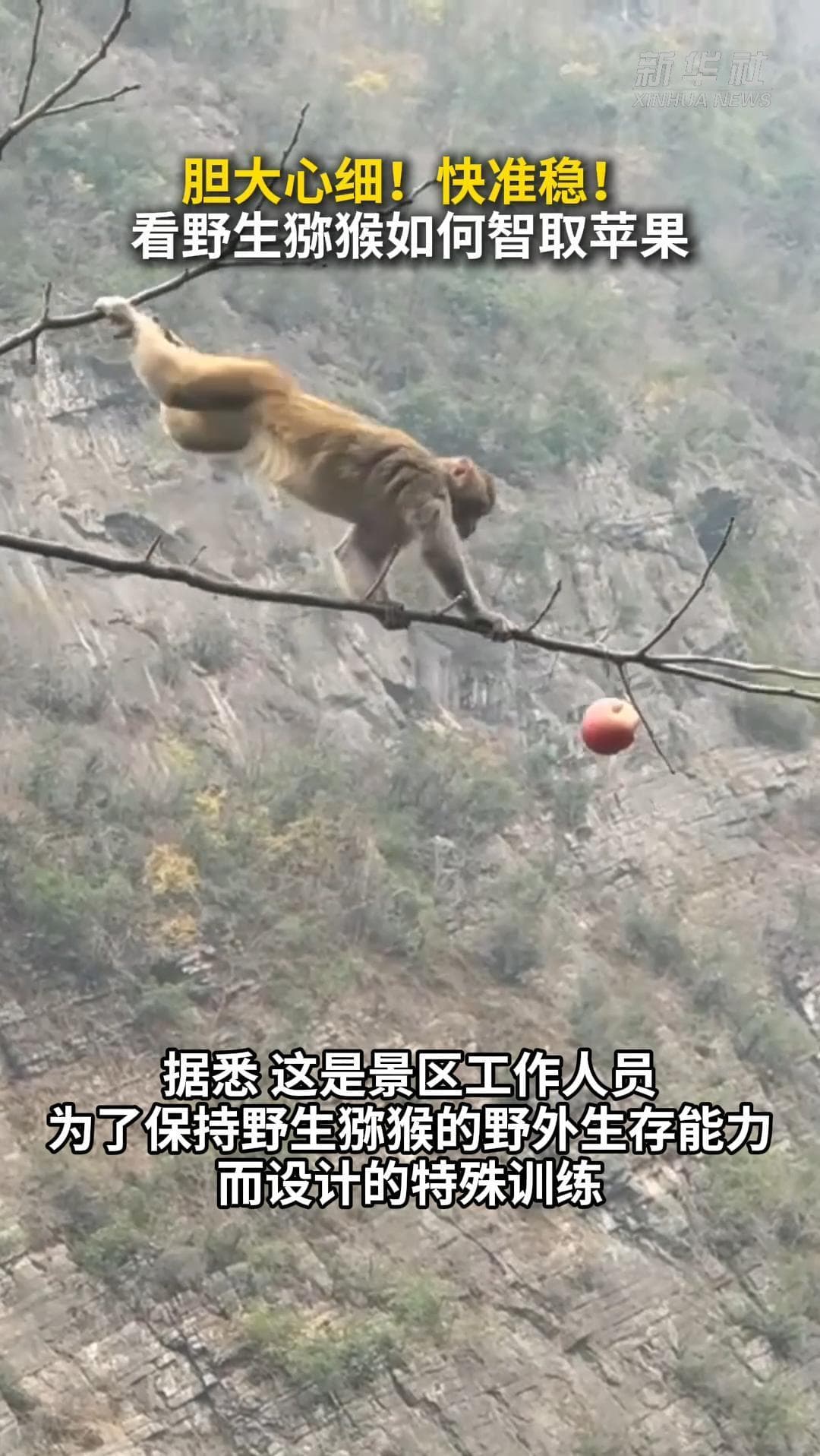 เดี๋ยวลืมวิชาเอาตัวรอด ที่เที่ยวในฉงชิ่งฝึก 'ลิงป่า' ปีนต้นไม้คว้าแอปเปิล