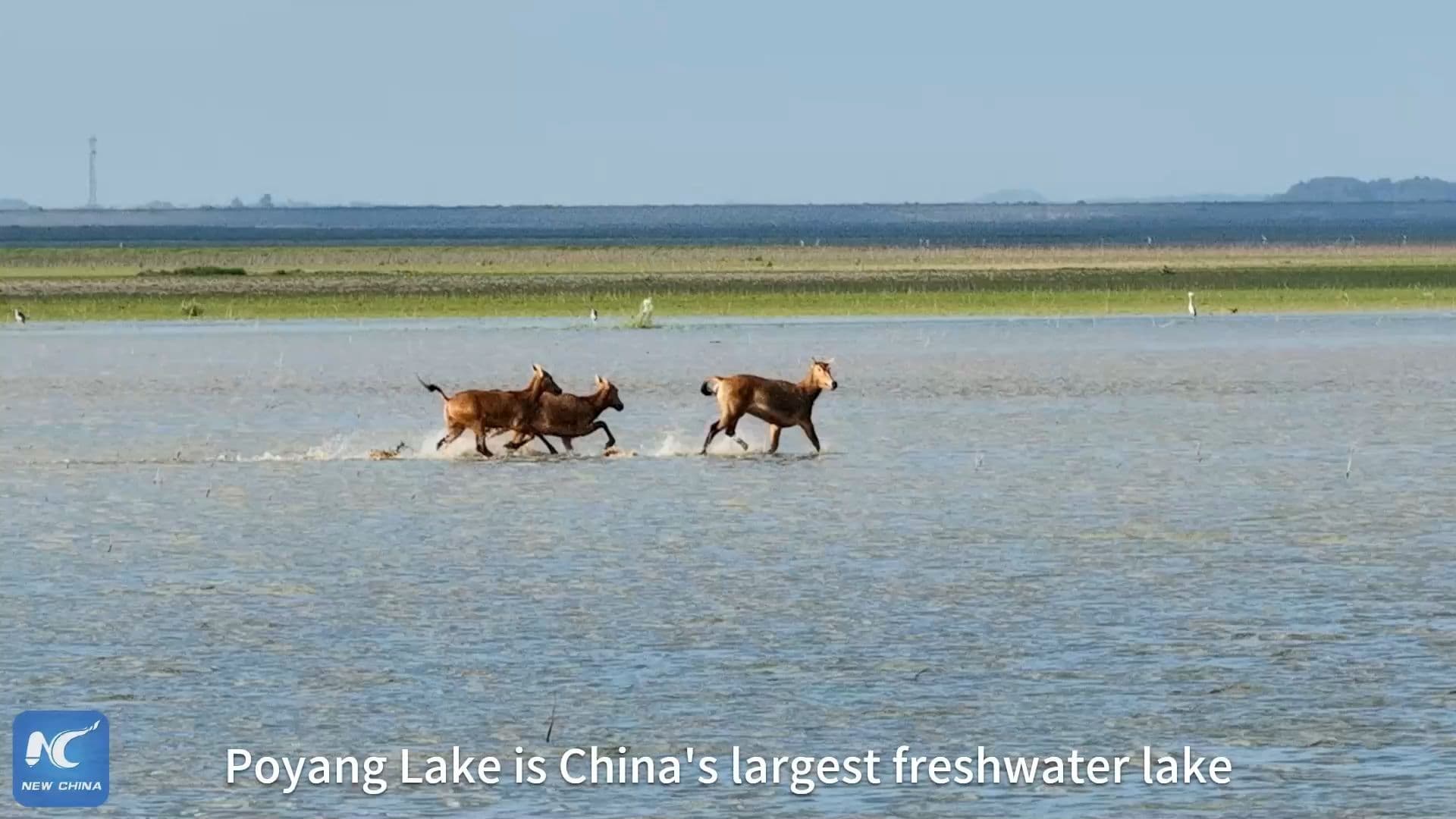 ฝูงกวางหมีลู่' หวนเยือนทะเลสาบโผหยาง ภาพสะท้อนความสำเร็จงานอนุรักษ์