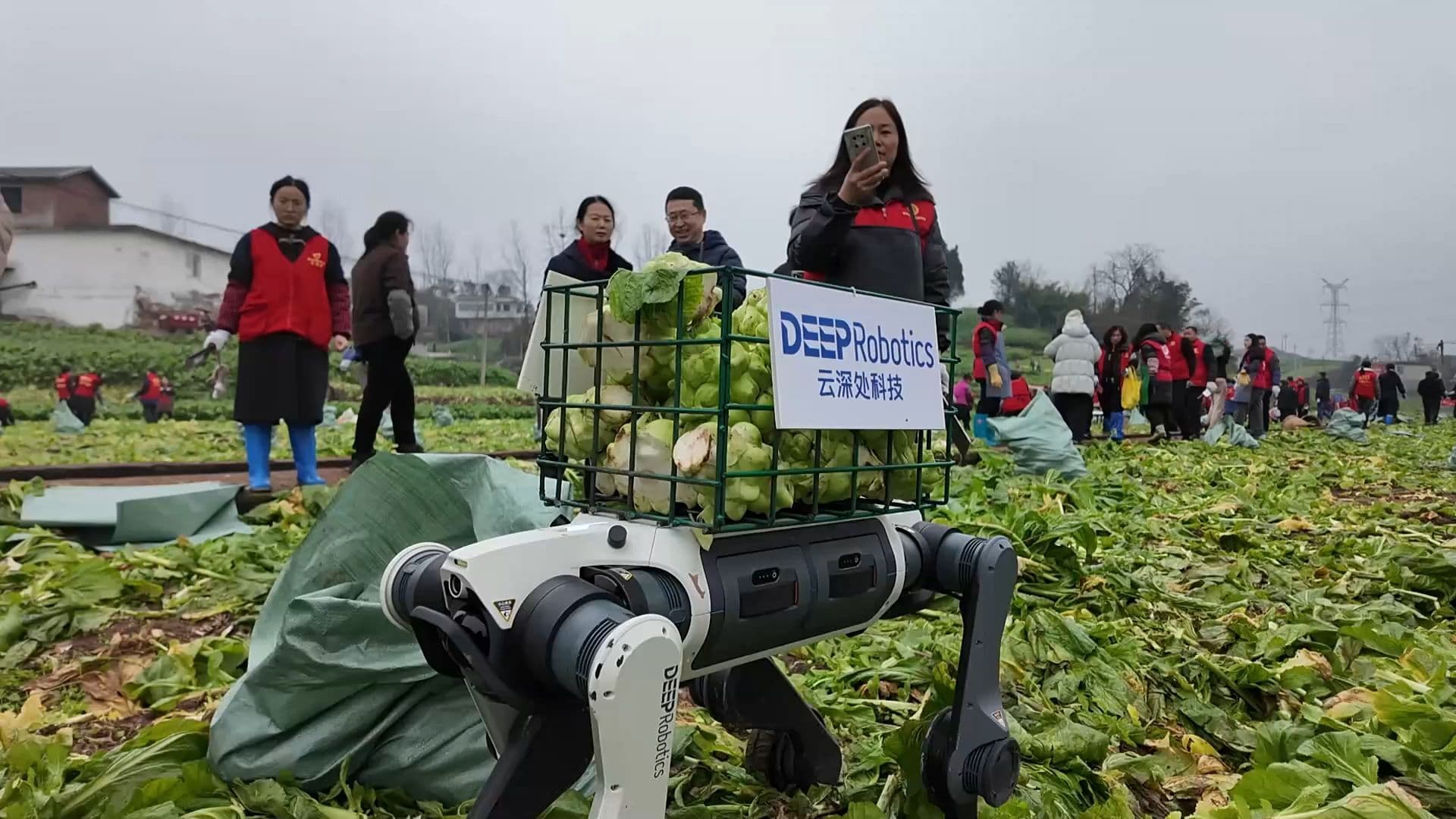 แรงดีไม่มีตก 'หุ่นยนต์สุนัข' บุกช่วยชาวสวนจีนเก็บผัก