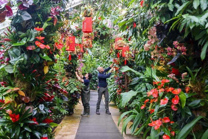 สวนพฤกษศาสตร์ในลอนดอน จัดเทศกาล 'กล้วยไม้' แรงบันดาลใจจากจีน